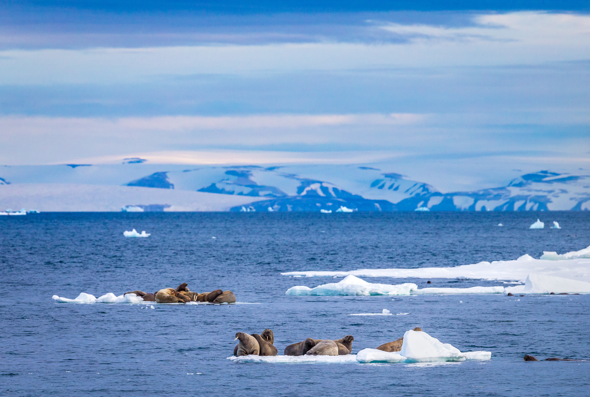 Walruses, like these in Ardnestet in eastern Svalbard, often rest on ice floes between their regular dives in search of food. Photograph by Marcus Westberg