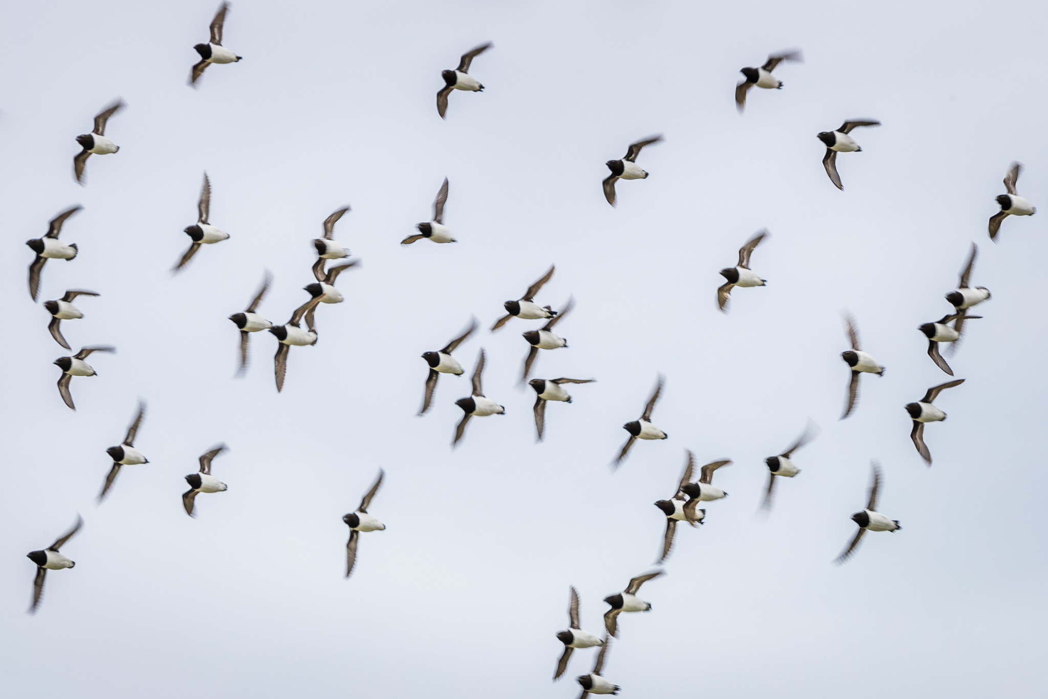 Little auks in flight are often an awkward sight, weighed down by the food they’re carrying back to their nests. Photograph by Marcus Westberg