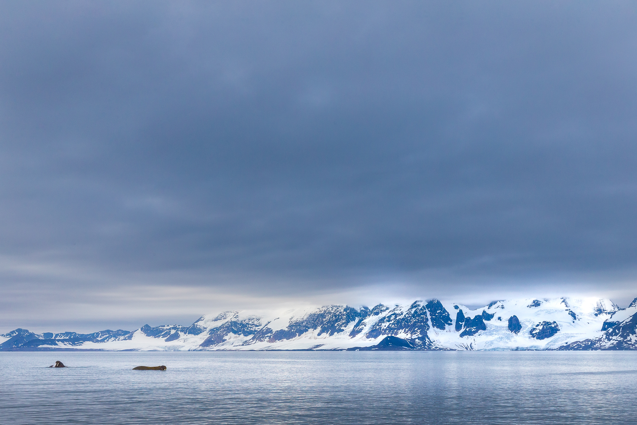 Young male walruses interact in the water in Jarstangen off Spitzbergen’s west coast. Photograph by Marcus Westberg