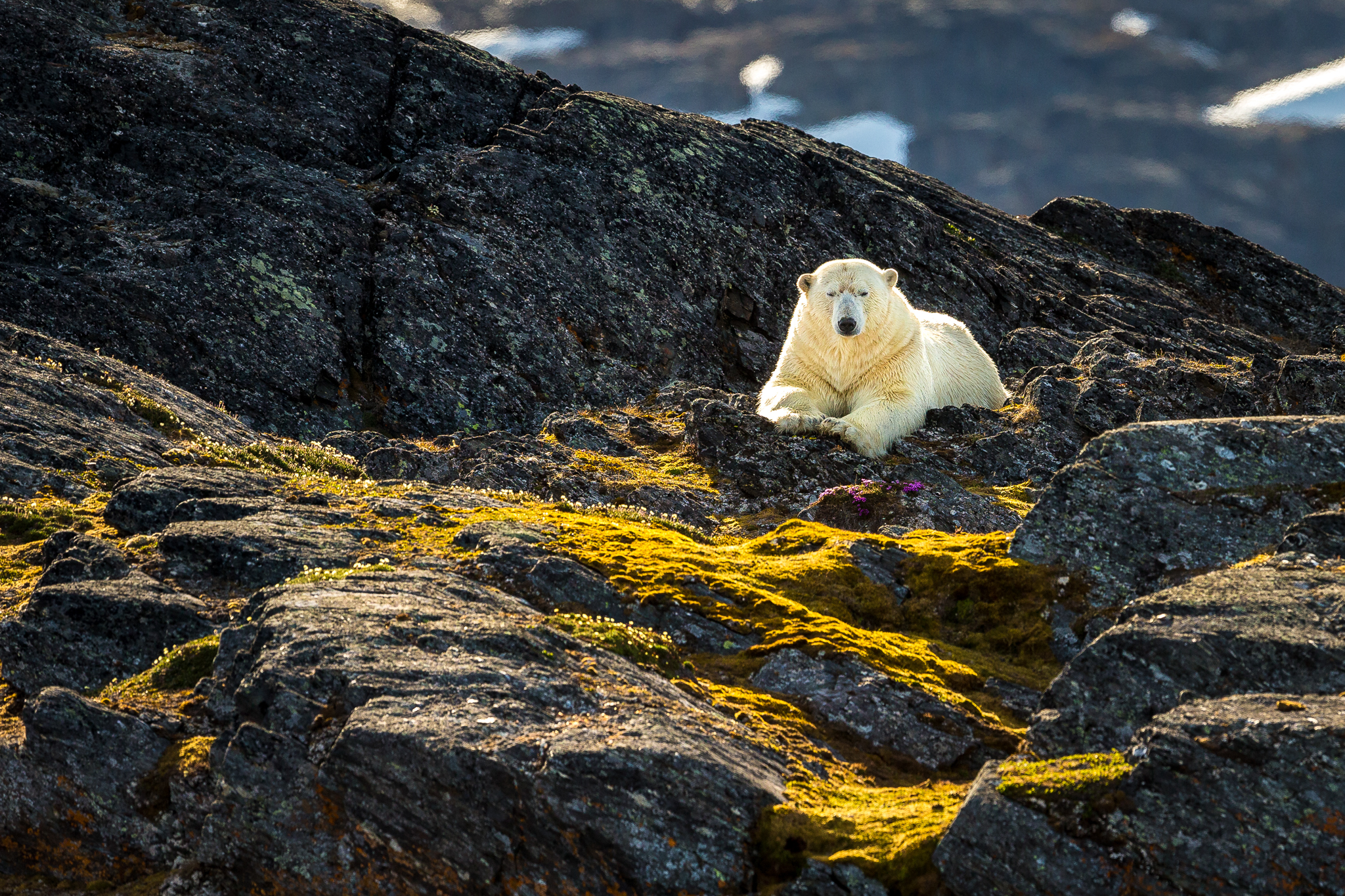 A polar bear rests in Svalbard after swimming from island to island in search of food. With the ice already gone, hunting options are limited. Recently, polar bears have been reported to feed on little auk eggs. Photograph by Marcus Westberg