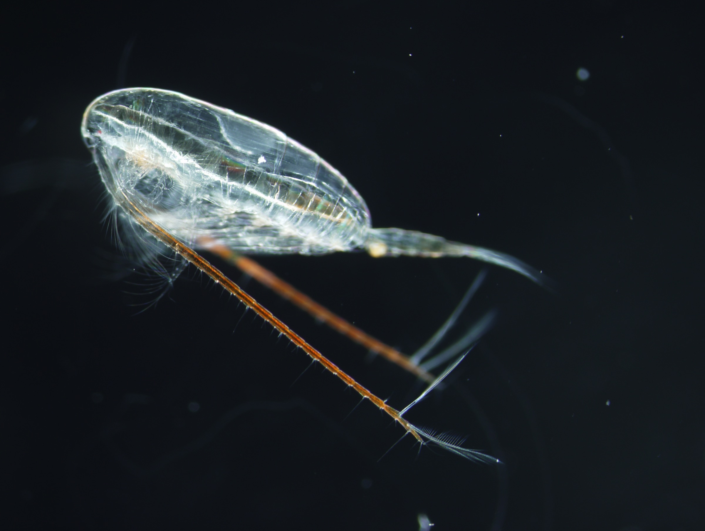 C. glacialis stores its fat in a lipid sac, which can account for 40 percent of its body by volume. That high lipid content is what makes the copepod so sought-after by birds like the little auk. Photograph by Allison Bailey / Norwegian Polar Institute