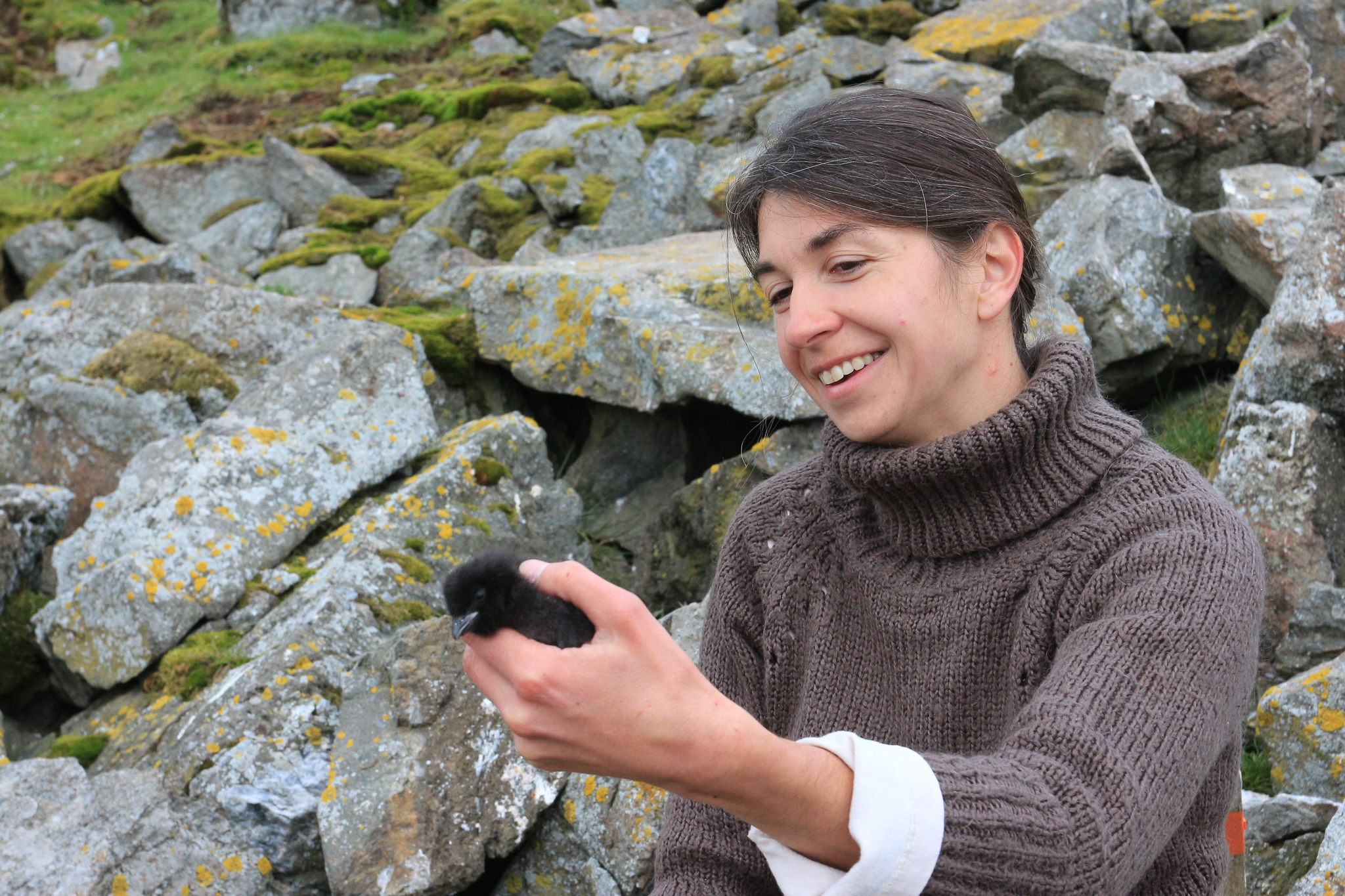 Ornithologist Katarzyna Wojczulanis-Jakubas holds a one-week-old little auk chick. The adult birds build nests in rocky crevices and line them with pebbles to keep the eggs up off the soggy ground. Photograph by Hannah Hoag