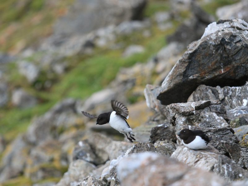 Little auks (Alle alle) flock to Hornsund each summer to nest and feed on a tiny, fat-filled crustacean called Calanus glacialis. The copepod lives in cold Arctic waters, often near the edge of the sea ice in the Arctic Ocean. Photograph by Hannah Hoag