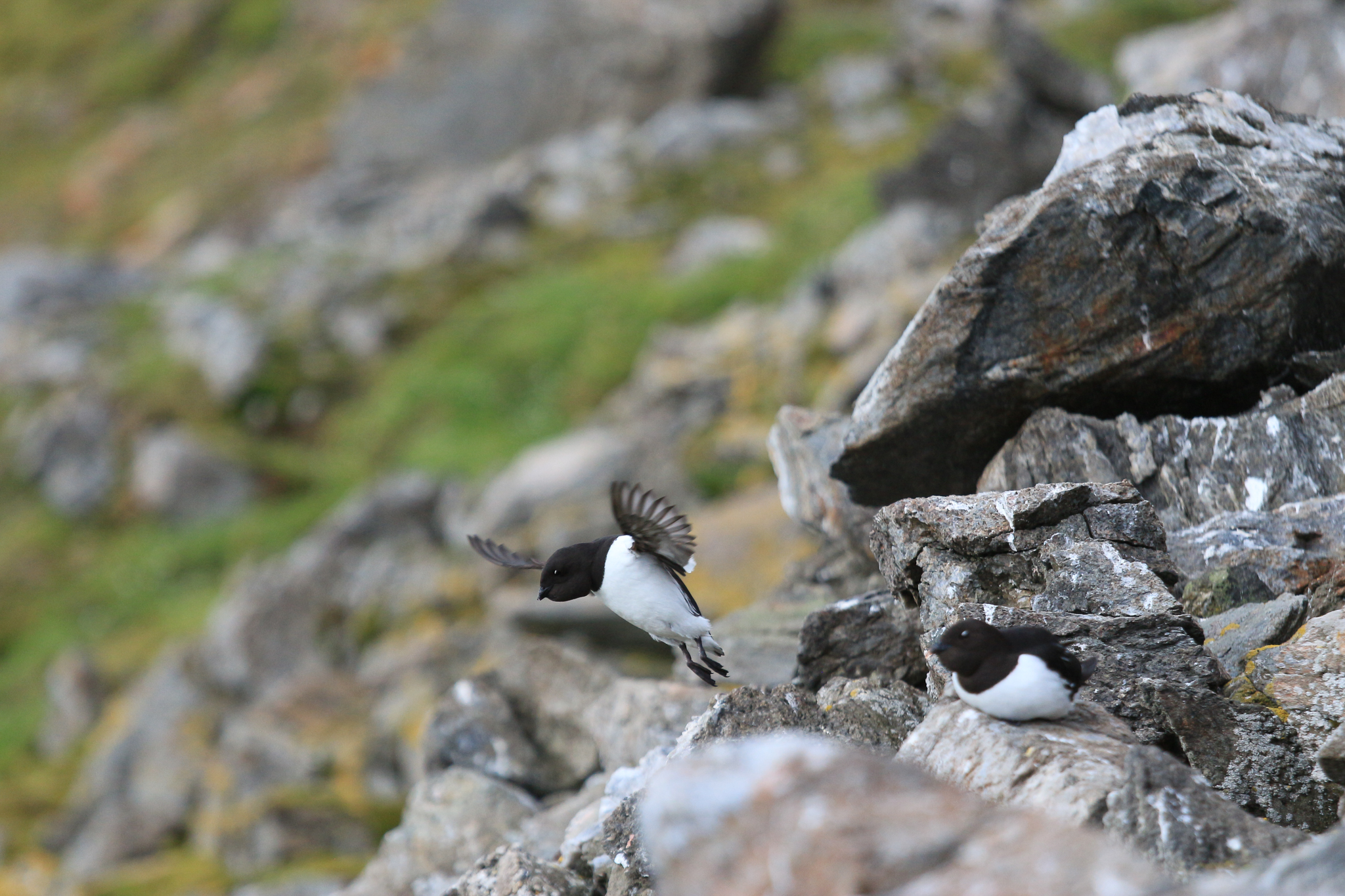 Little auks (Alle alle) flock to Hornsund each summer to nest and feed on a tiny, fat-filled crustacean called Calanus glacialis. The copepod lives in cold Arctic waters, often near the edge of the sea ice in the Arctic Ocean. Photograph by Hannah Hoag