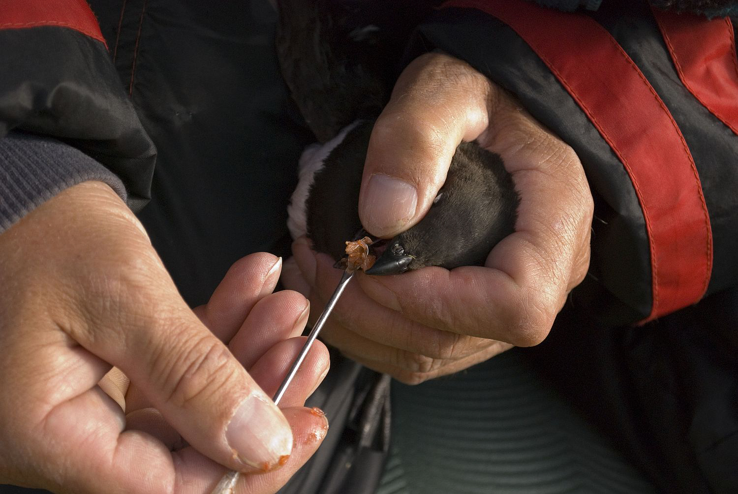 A researcher scoops zooplankton from the gular pouch of a little auk to study what it is eating and feeding its chick. Photograph by Liliana Keslinka