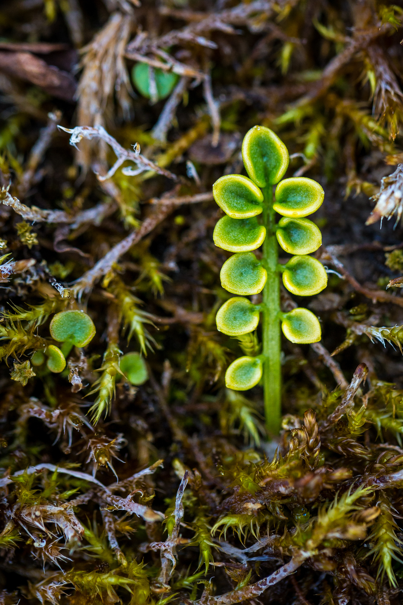Alkehornet is famous for its Svalbard reindeer population. Even in summer, average temperatures are less than 6 degrees Celsius (43 degrees Fahrenheit), severely limiting the types of vegetation able to survive here. Photograph by Marcus Westberg
