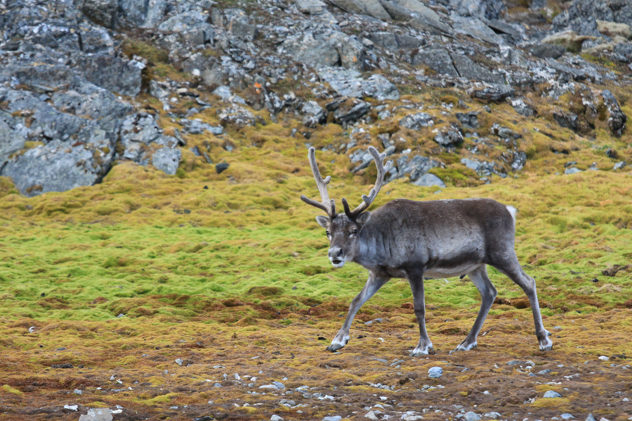 Svalbard reindeer (Rangifer tarandus platyrhynchus) are a smaller, endemic subspecies of reindeer. In the summer, they feed on the rich vegetation below little auk colonies to store fat for the sparse winter months. Photograph by Hannah Hoag