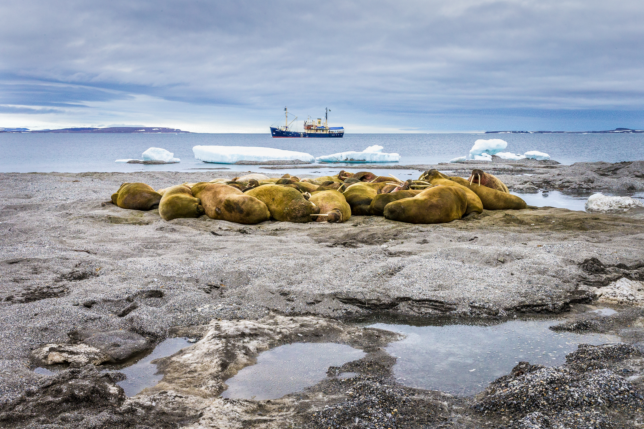 As the sea ice begins to melt in summer, Atlantic walruses (Odobenus rosmarus rosmarus) often congregate—sometimes by the thousands—on beaches or rocky outcrops like this one. Photograph by Marcus Westberg