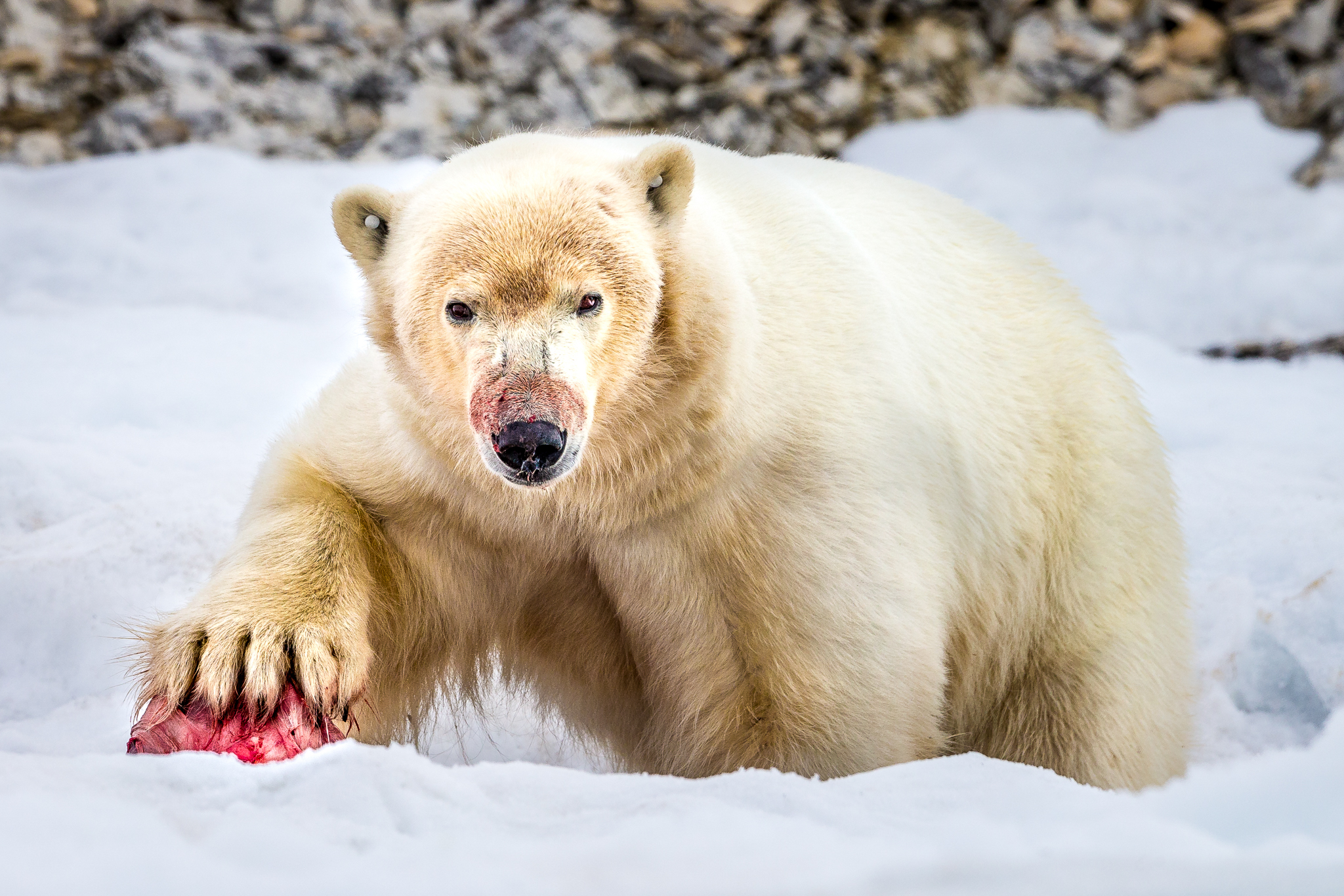 This male polar bear is seen feeding on a ringed seal, the species’ preferred prey. There are an estimated 3,000 polar bears in this population, believed to be near the carrying capacity for the Svalbard area. Photograph by Marcus Westberg
