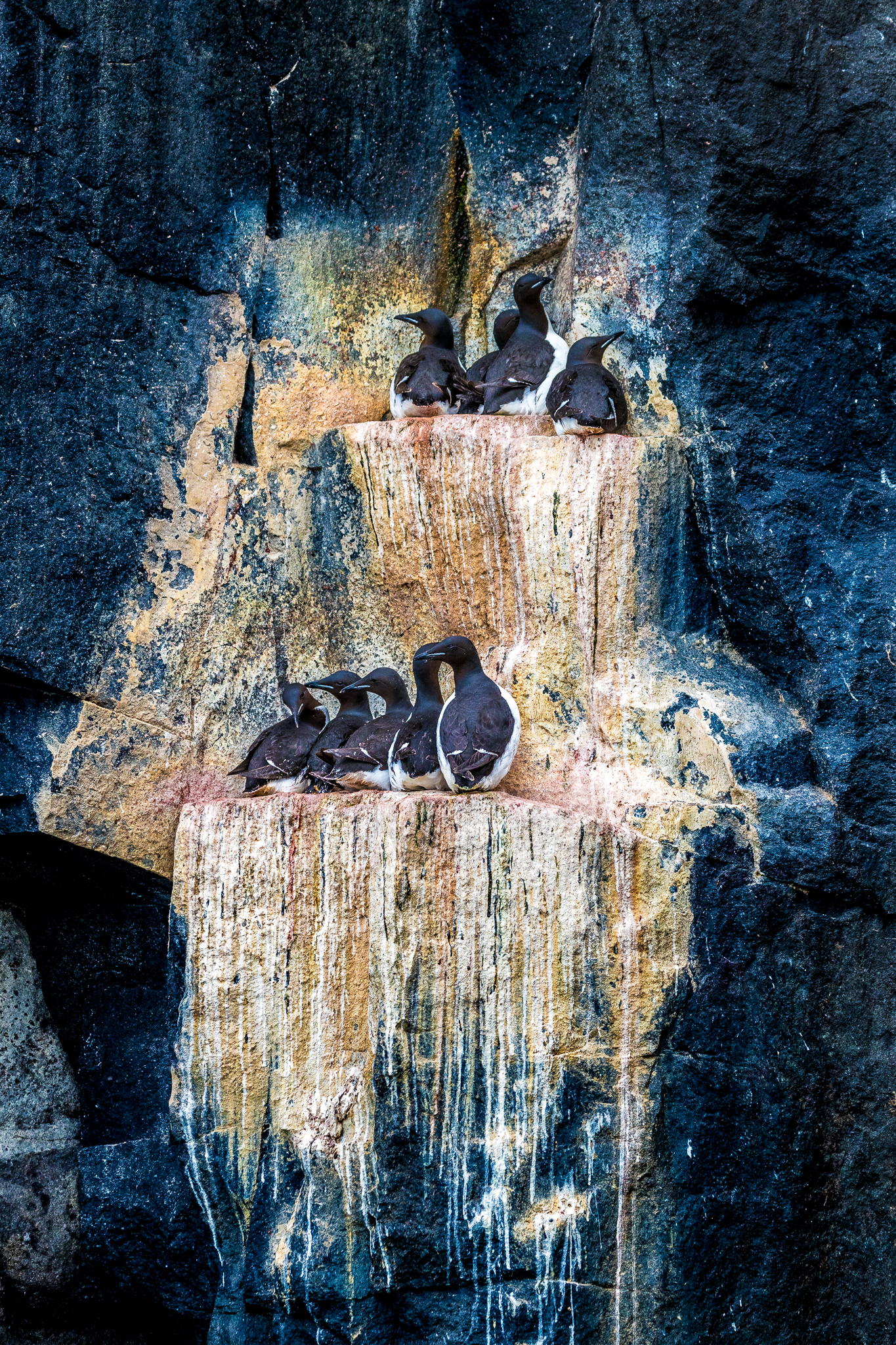 Brünnich’s guillemots are the largest living members of the auk family. They crowd the narrow ledges of the dolerite cliffs of Kapp Fanshawe, Alkefjella. Photograph by Marcus Westberg