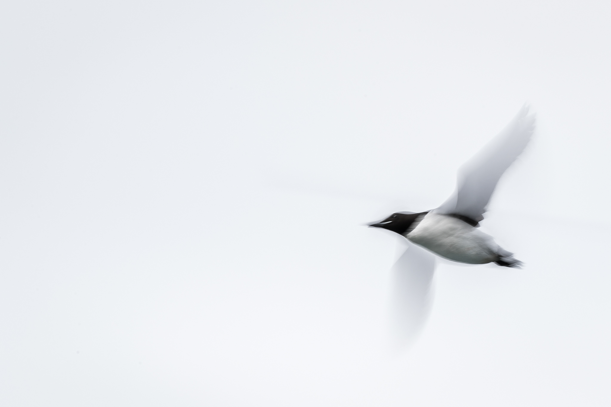 Brünnich’s guillemots are clumsy fliers, and are believed to have the highest flight cost for their body size of any non-flightless bird. Furthermore, the fledglings are unable to fly when they dive into the sea from their cliff-side nests; their fathers will teach them during the coming winter. Photograph by Marcus Westberg