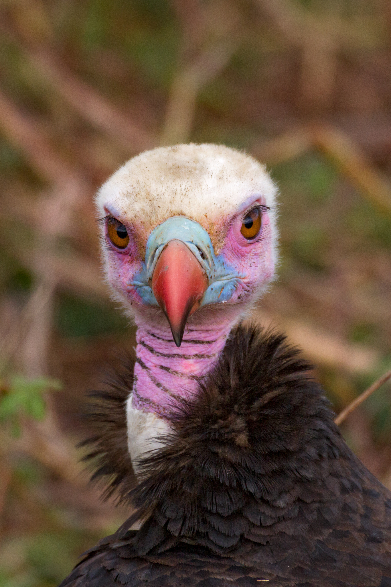 Like other vultures, white-headed vultures (Trigonoceps occipitalis) have a mostly bald head, but this species sports a white crown of downy feathers that gives them their name. The bright colors of the skin and beak are likely driven by sexual selection, with brighter colors indicating more attractive mates.