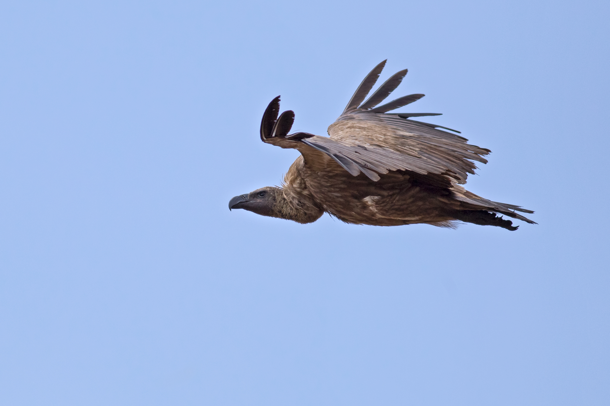 A white-backed vulture (Gyps africanus) soars high and far in its search for dead animals. During its long flight, the bird saves energy by catching thermals, or waves of hot air that rise from the ground and provide lift.