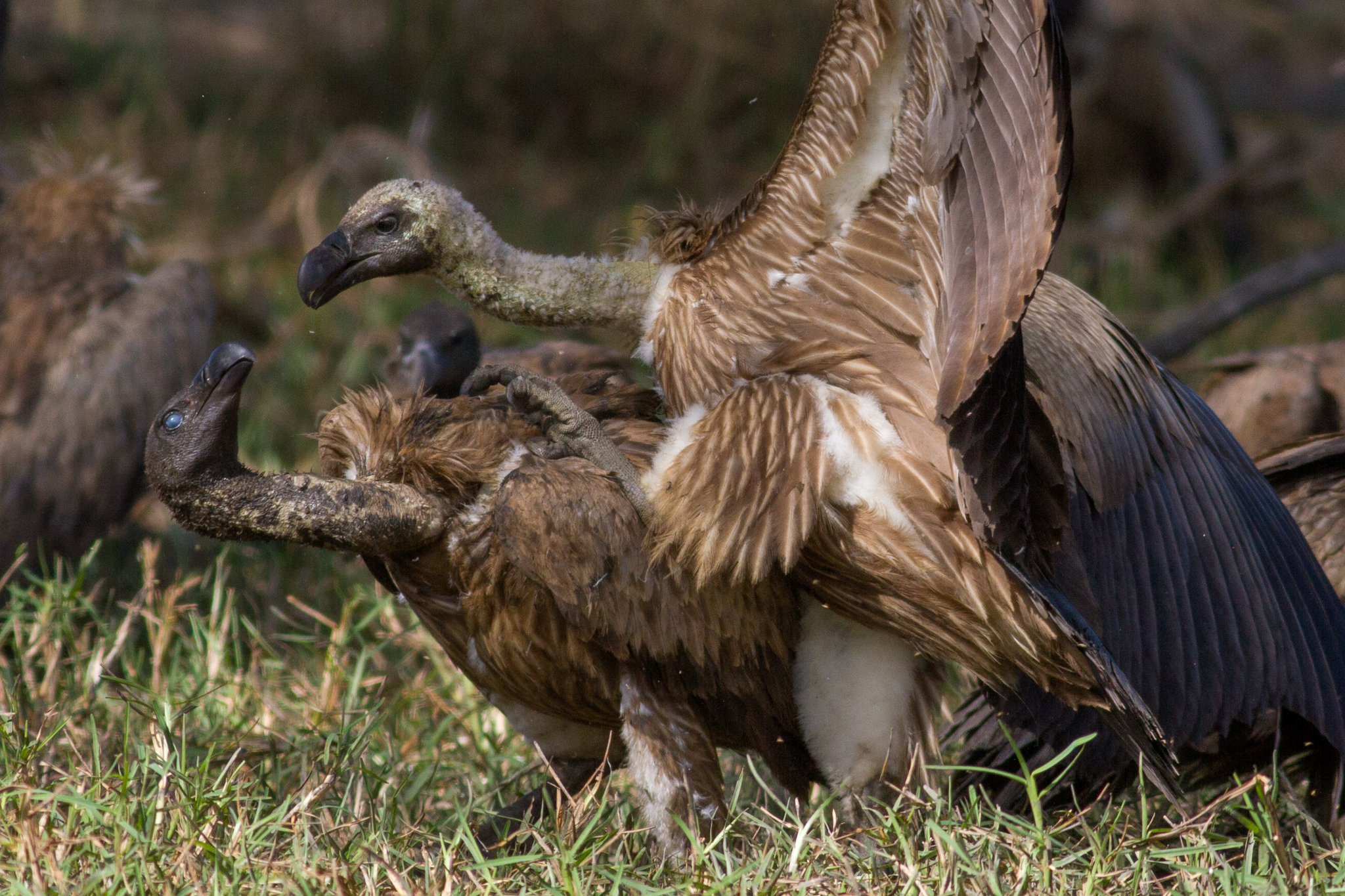 Tempers flare as white-backed vultures (Gyps africanus) fight for access to the best parts of a warthog’s carcass.