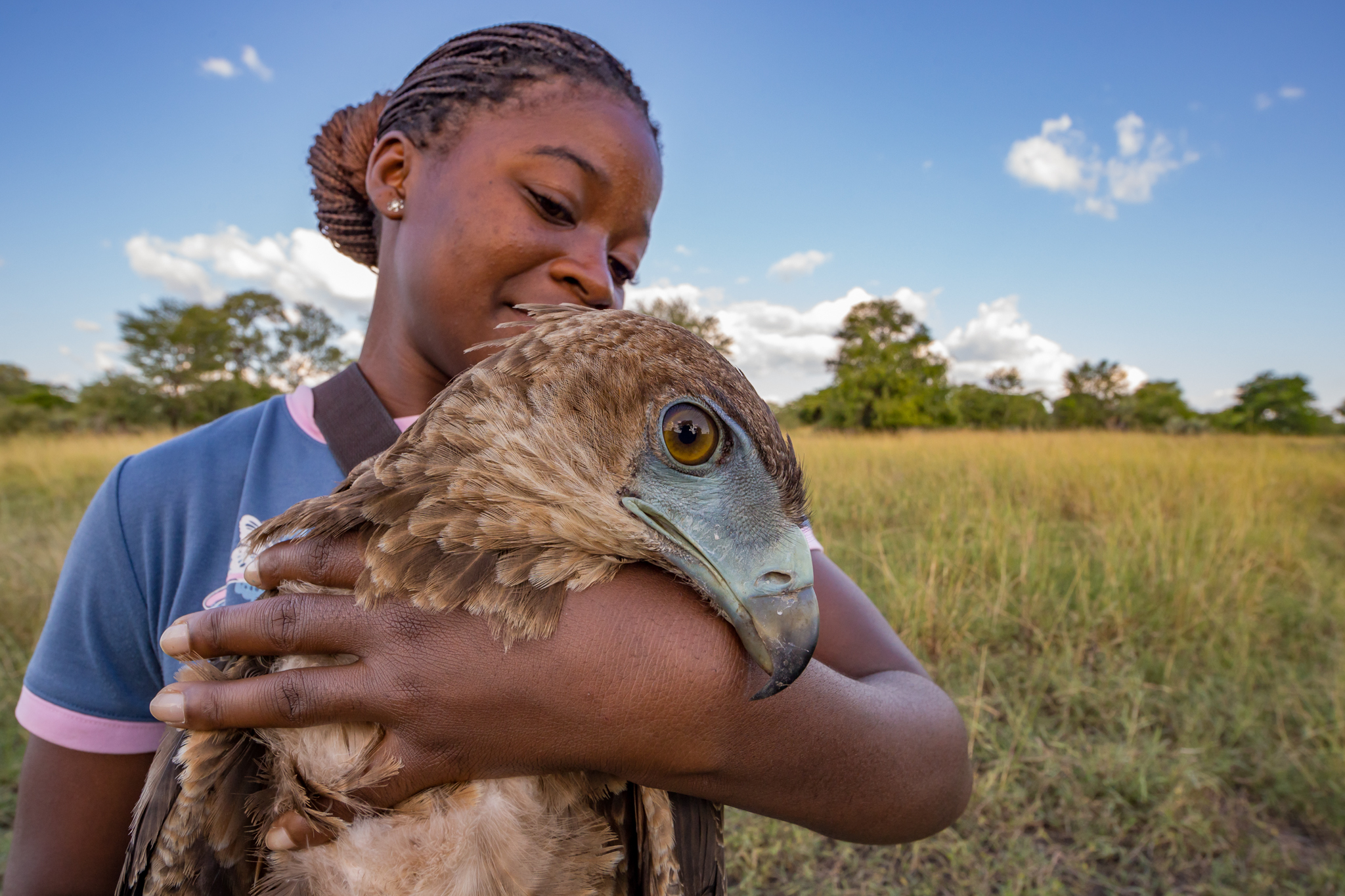 Young Mozambican biologist Diolinda Mundoza cradles a juvenile bateleur eagle (Terathopius ecaudatus) before releasing it. Although vultures are the only known obligate scavengers, many other birds like bateleur eagles, fish eagles, and marabou storks are facultative, or opportunistic, scavengers that compete with vultures for food. Biologists from the Intermountain Bird Observatory measure and tag these important raptors as well.