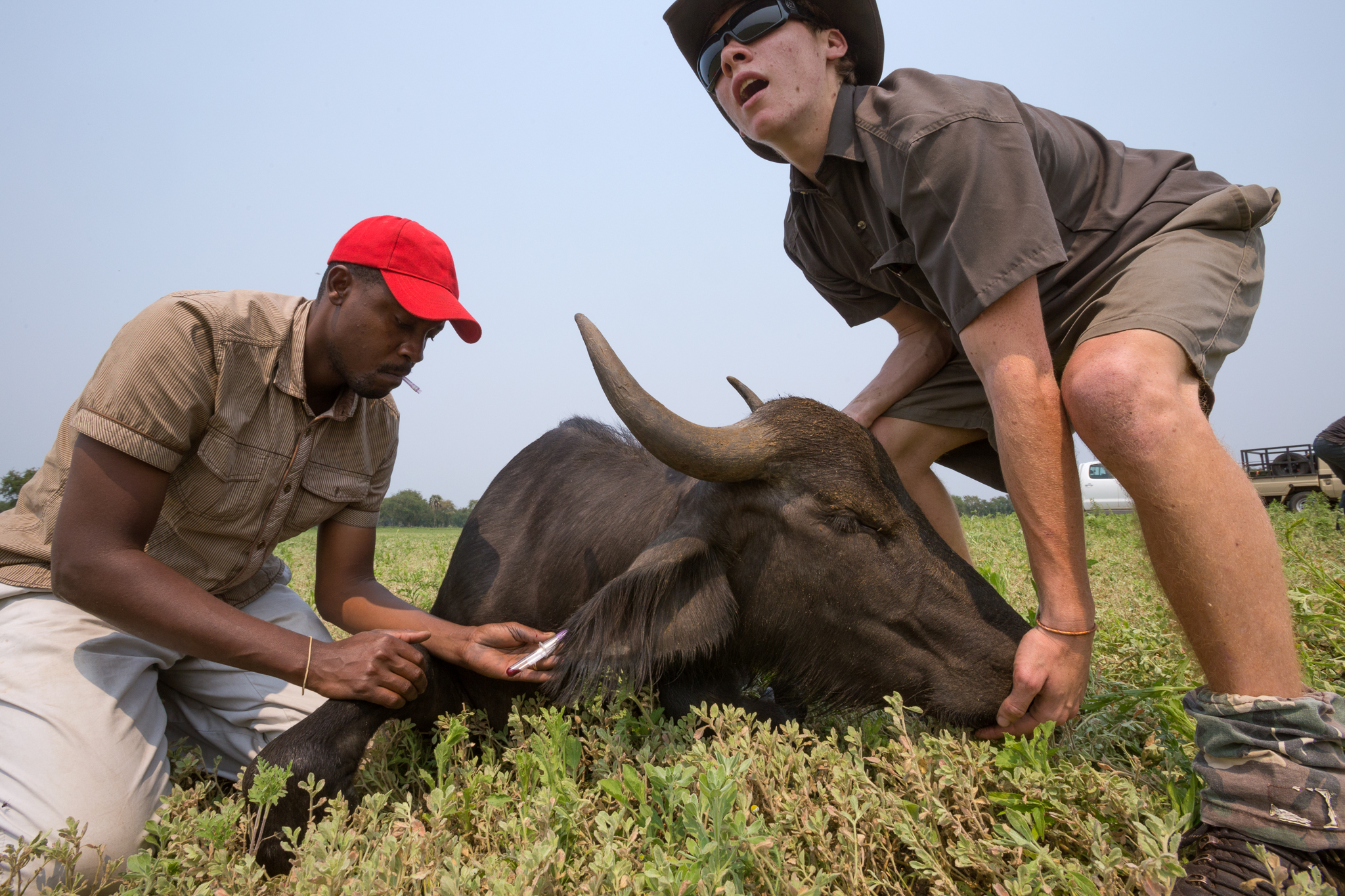 A veterinarian in Gorongosa National Park takes a blood sample from a water buffalo (Bubalus bubalis) prior to its release. Once abundant prior to Mozambique’s 16-year-long civil war, the species has been slow to recover since restoration efforts began.