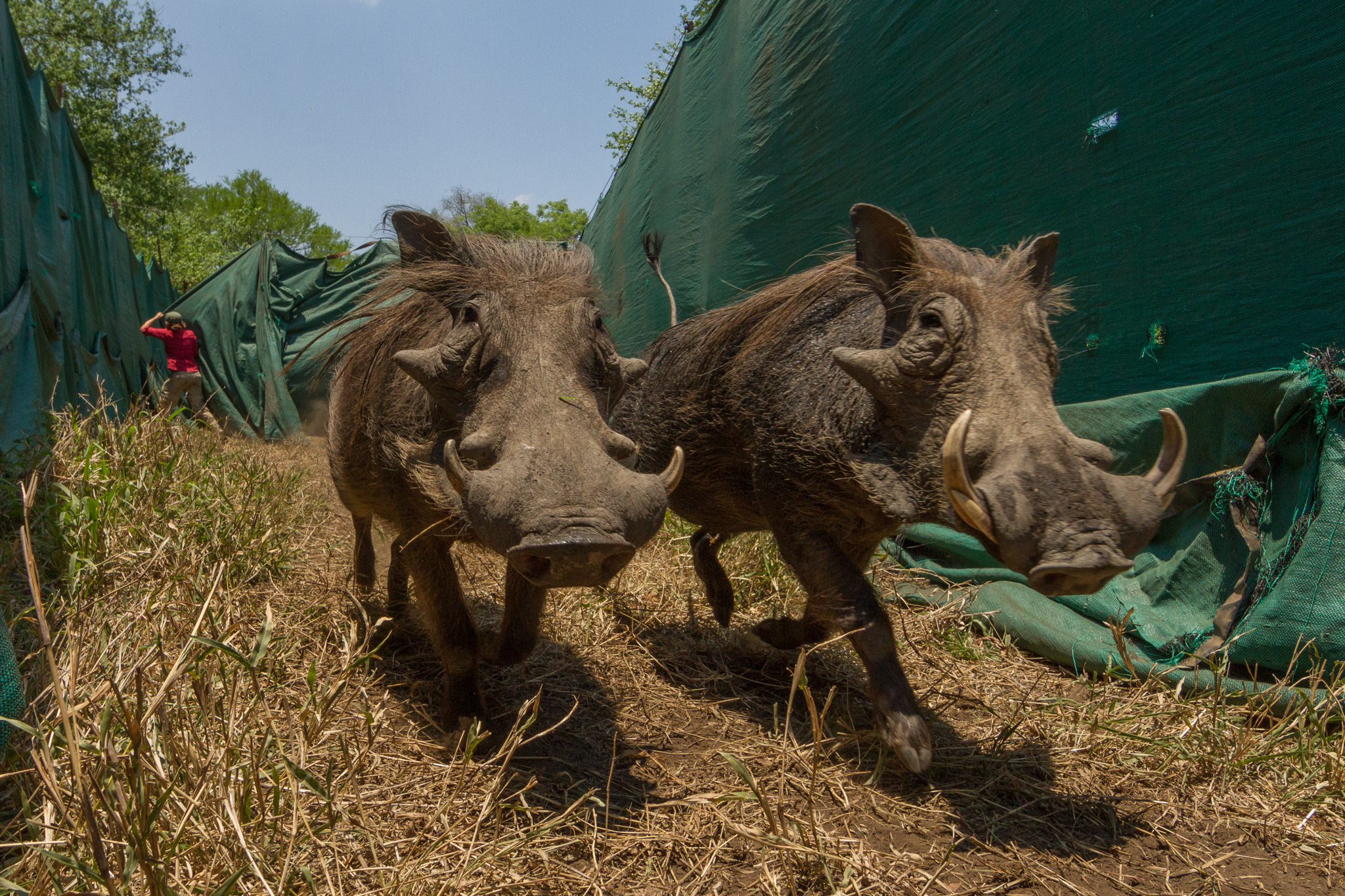 Two warthogs (Phacochoerus africanus) are pushed by a helicopter toward a transport truck through a huge fabric funnel, as workers close curtains behind them so they can't escape. The warthogs will soon start a new life in the southern part of the country, where wildlife populations are still struggling to recover after the war. These wildlife captures are a testament to the success of the park’s restoration: Some species, like these warthogs, are now so abundant that managers are able to send them to other parks to help in their conservation efforts.