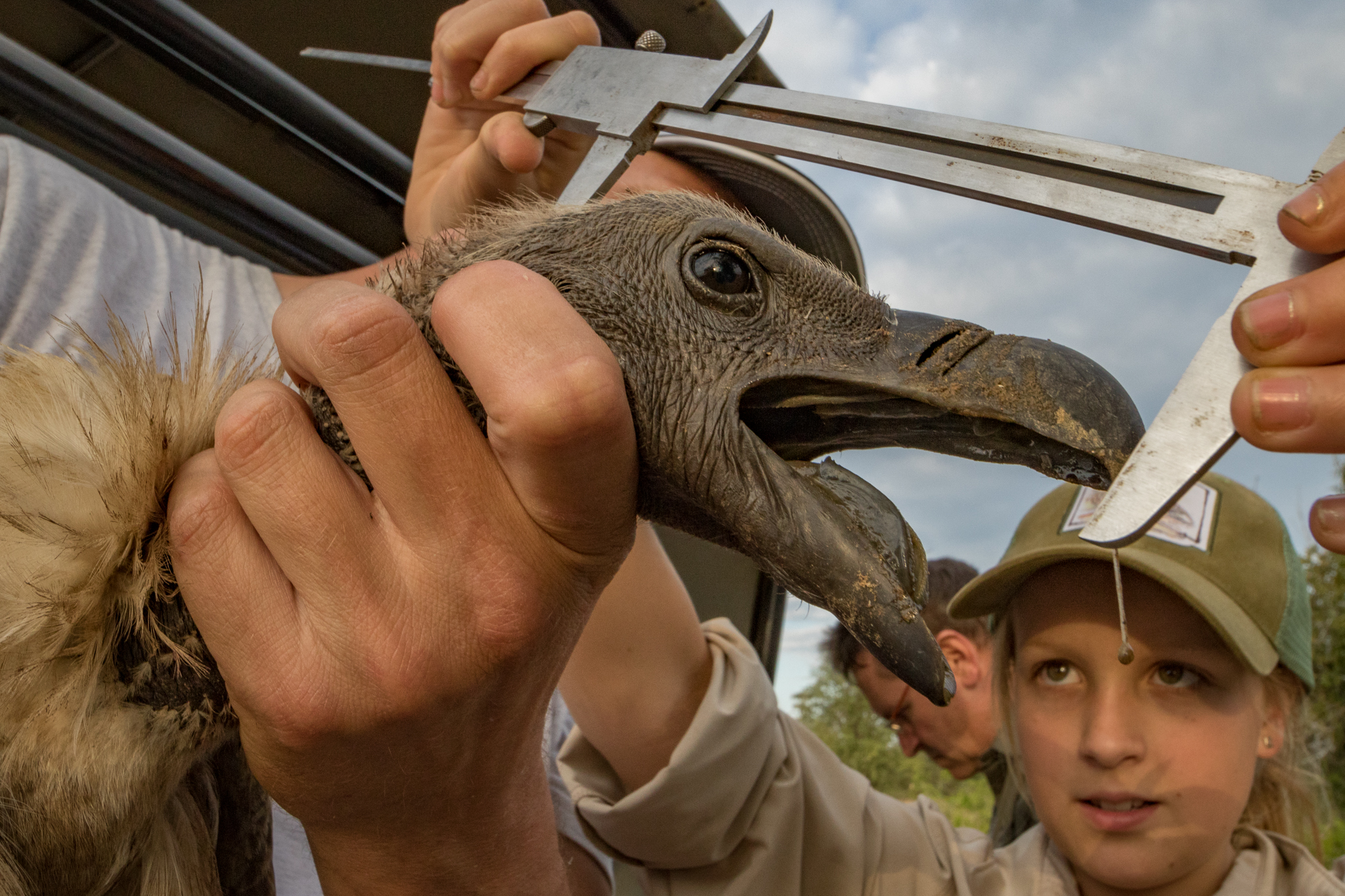 Aspiring scientist Ayla Kaltenecker, Greg Kaltenecker’s 10-year-old daughter, uses calipers to measure the length of this white-backed vulture’s (Gyps africanus) head. A suite of morphometric measurements taken from each bird will help assess important biological variables such as age, sex, and overall health of the animal.