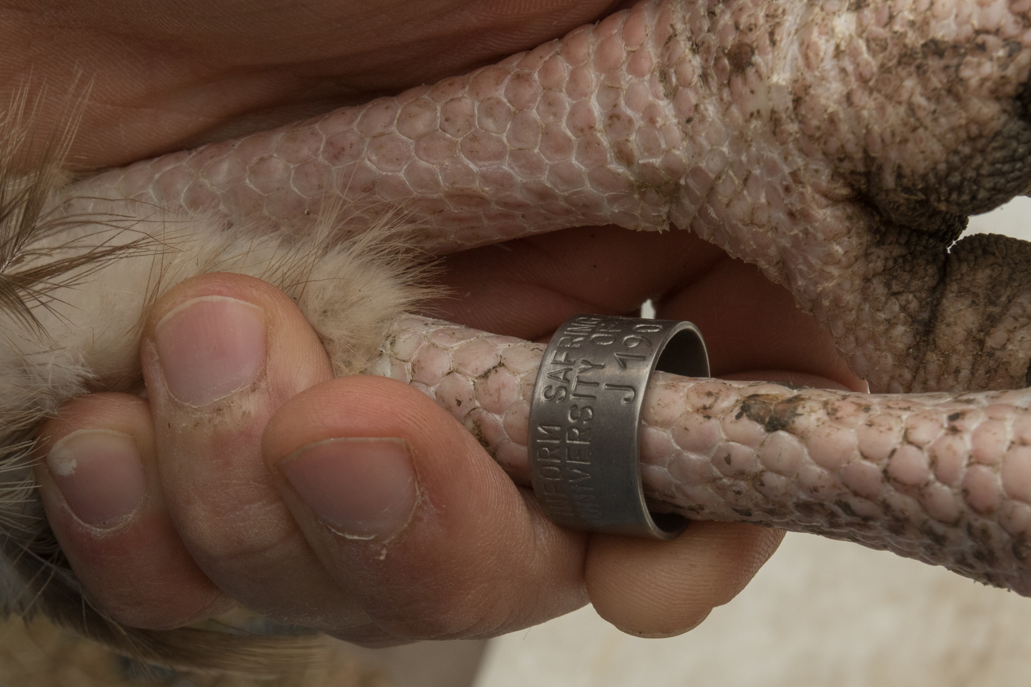 Metal leg bands, each with a unique code, will help biologists identify birds that are recaptured in the future, or help identify remains if the bird is found dead.