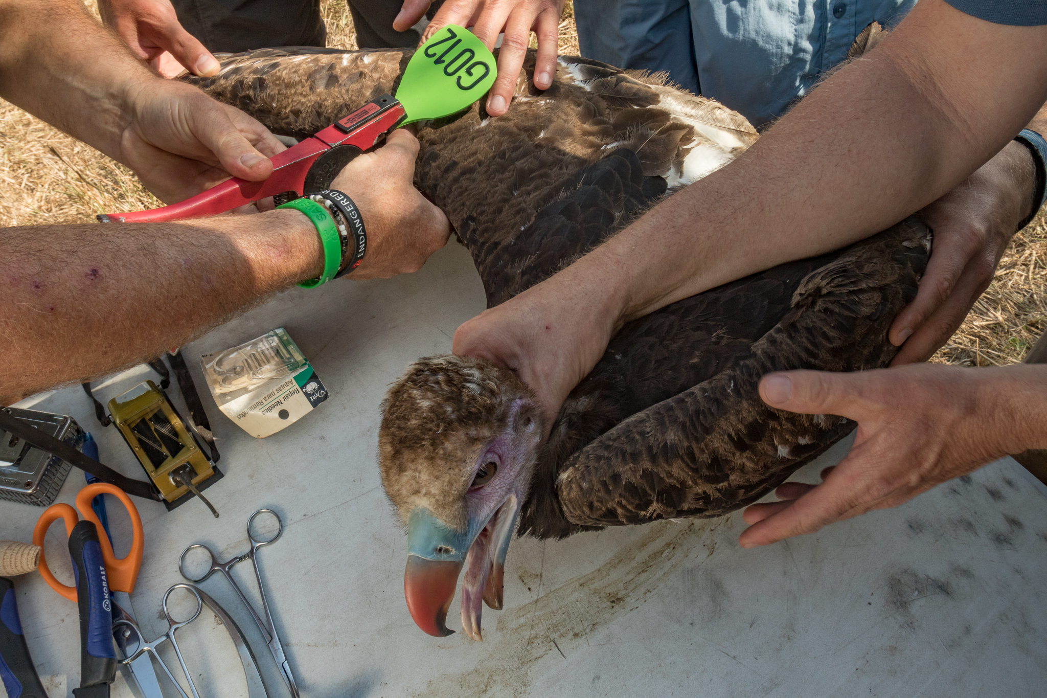 Biologists attach wing tags to a young white-headed vulture (Trigonoceps occipitalis). These brightly colored tags, with a unique number for each bird, can be spotted even as the vulture soars high in the air. This helps biologists keep track of the birds as they cross borders, using an online reporting system.