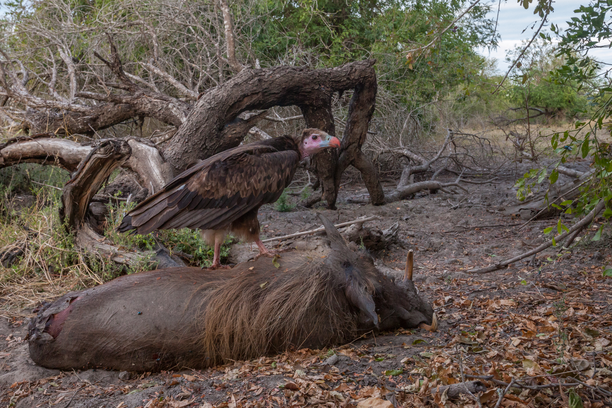 A young white-headed vulture (Trigonoceps occipitalis) stands on a fresh warthog carcass, perhaps waiting for stronger white-backed vultures to arrive and open it.