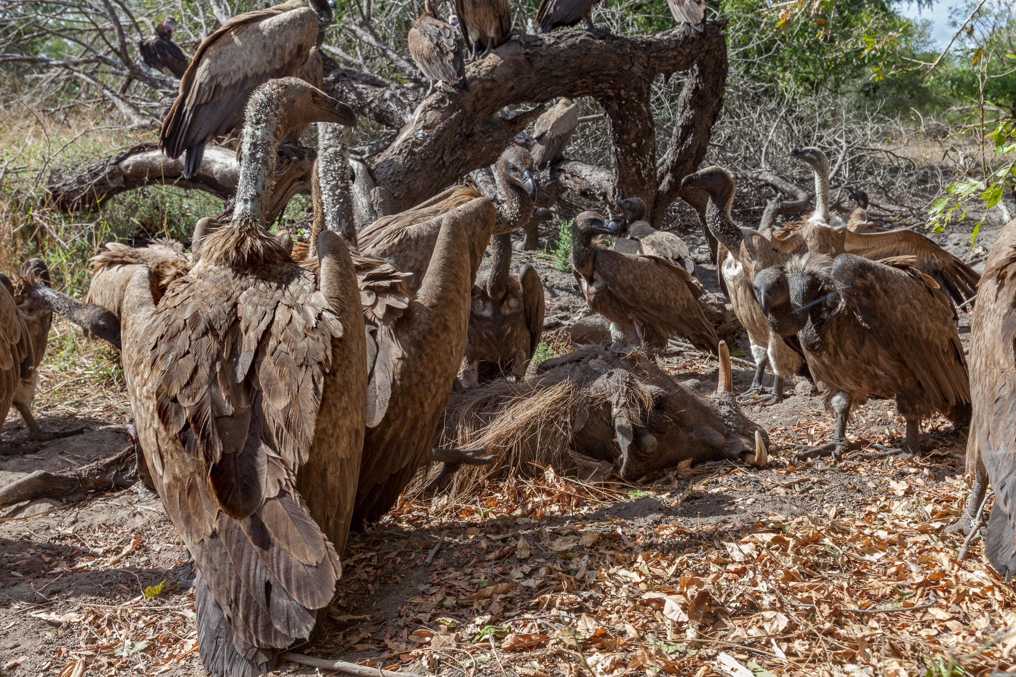 Satiated white-backed vultures (Gyps africanus) stand around a warthog carcass after much of the meat has been removed from the abdomen.