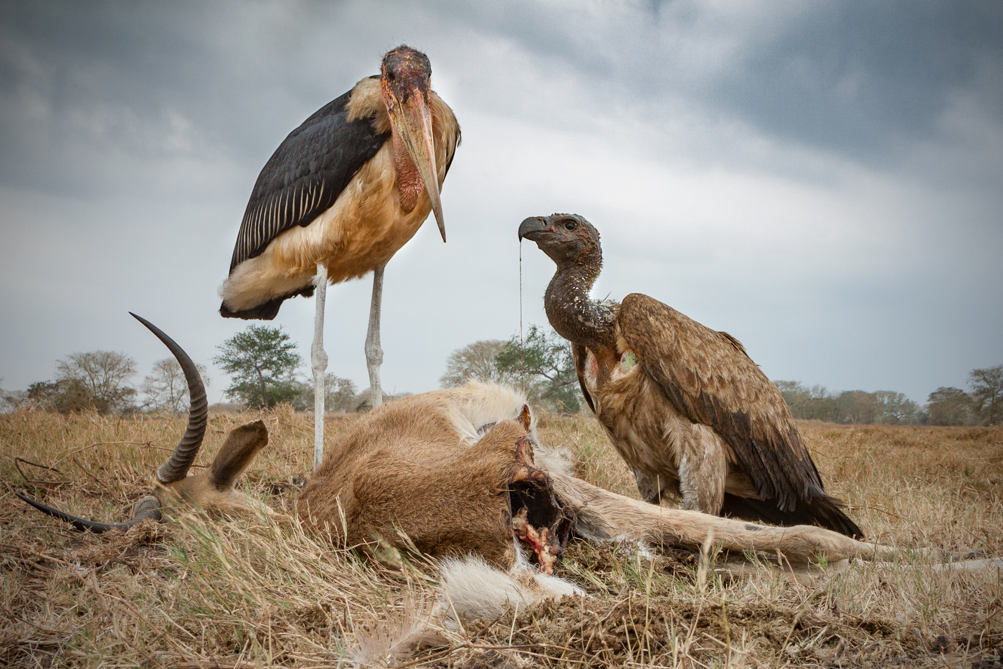 A marabou stork (Leptoptilos crumenifer) looks for its next bite as it stands near a white-backed vulture (Gyps africanus) feeding on a waterbuck carcass (Kobus ellipsiprymnus).