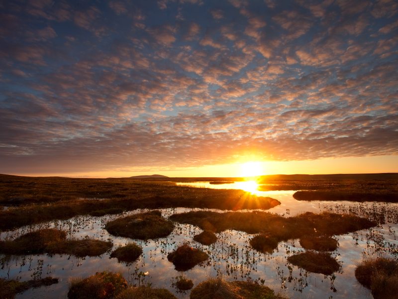 Pools and bog peatland at dawn, Flow Country, Scotland