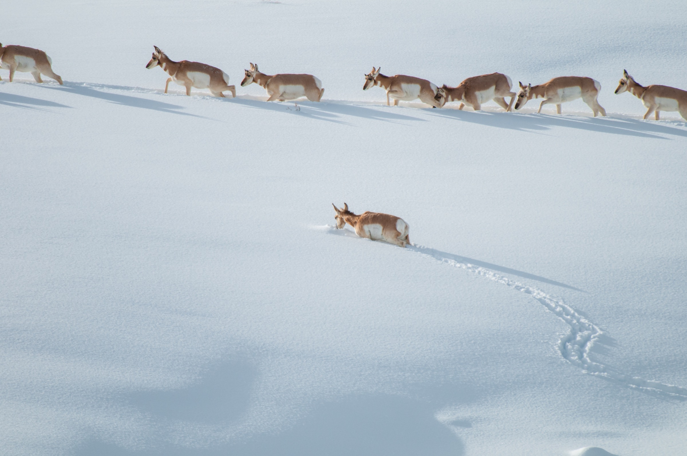 Travel conditions can be tough as pronghorns in western Wyoming attempt to make it south before winter hits in full force. “They’re racing the snow,” says wildlife biologist Hall Sawyer.