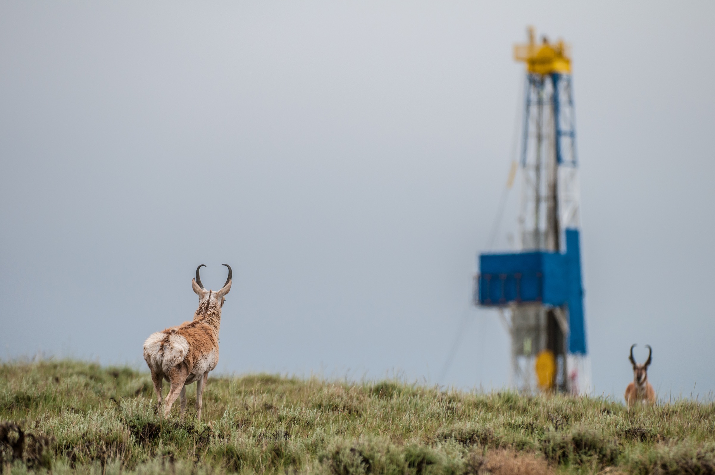 Extensive oil and gas development now occurs in the Green River Basin, where pronghorns spend their winters. Scientists are still trying to gauge the impact of these changes on the animals.