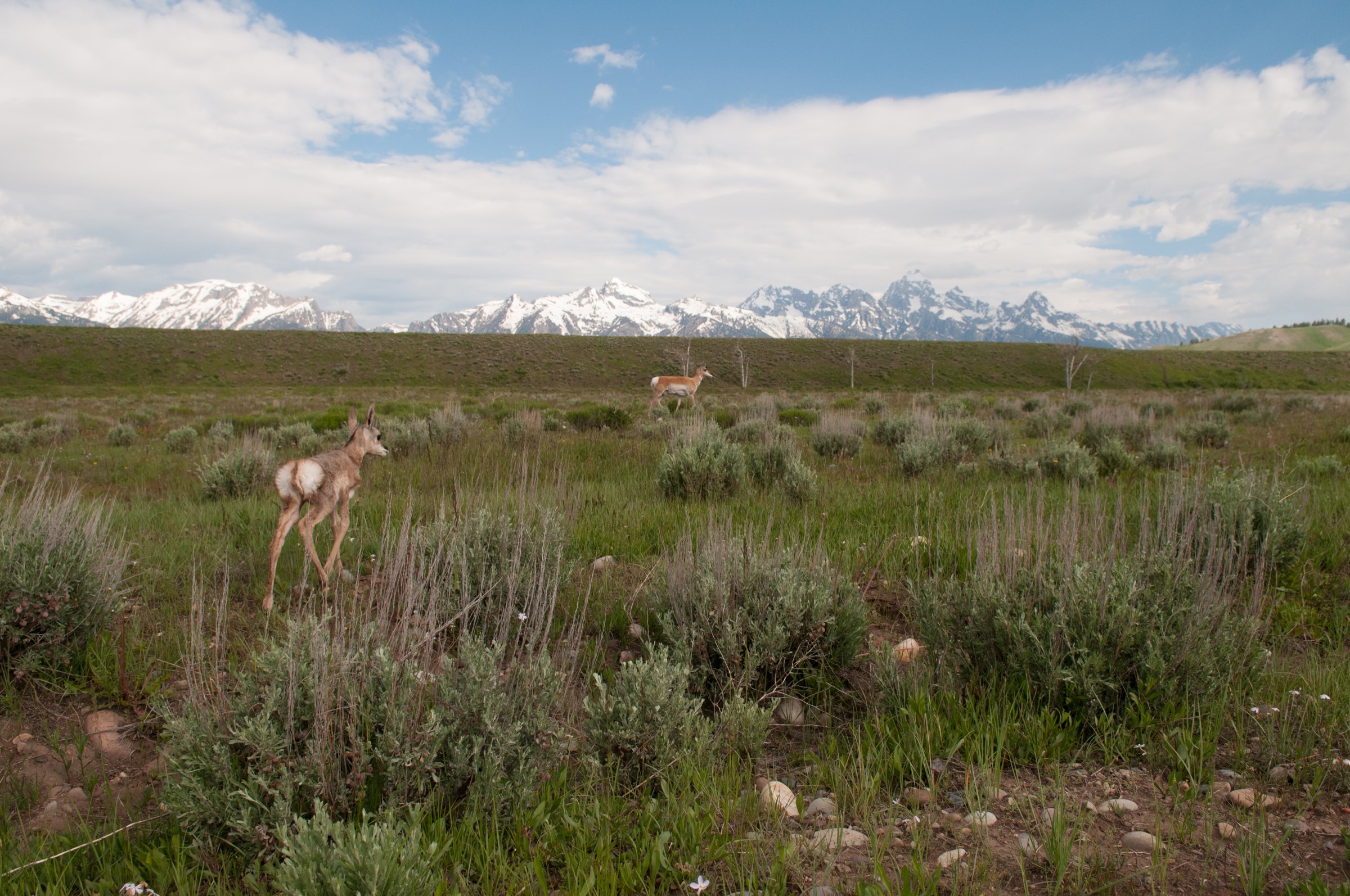 Young pronghorns learn the migration route from their mothers. One mature doe usually guides the herd; even adult males follow her lead.