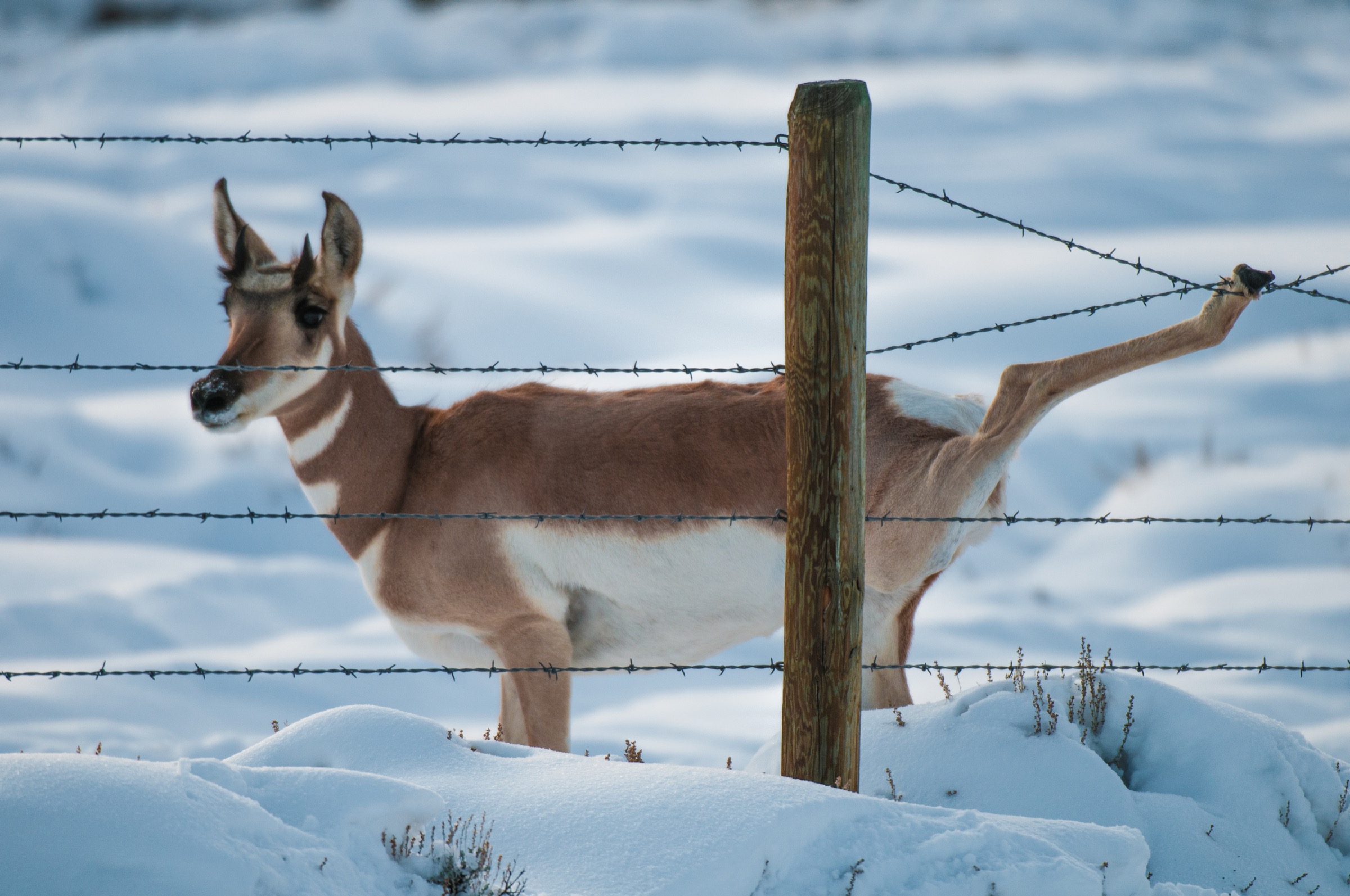 With a barbed bottom wire a few inches off the ground, this doe was forced to jump the fence and got tangled in its wires. This is a common way for pronghorn to die, but in this case, the photographer was there to pull the wires apart and set the pronghorn free to continue her migration south.
