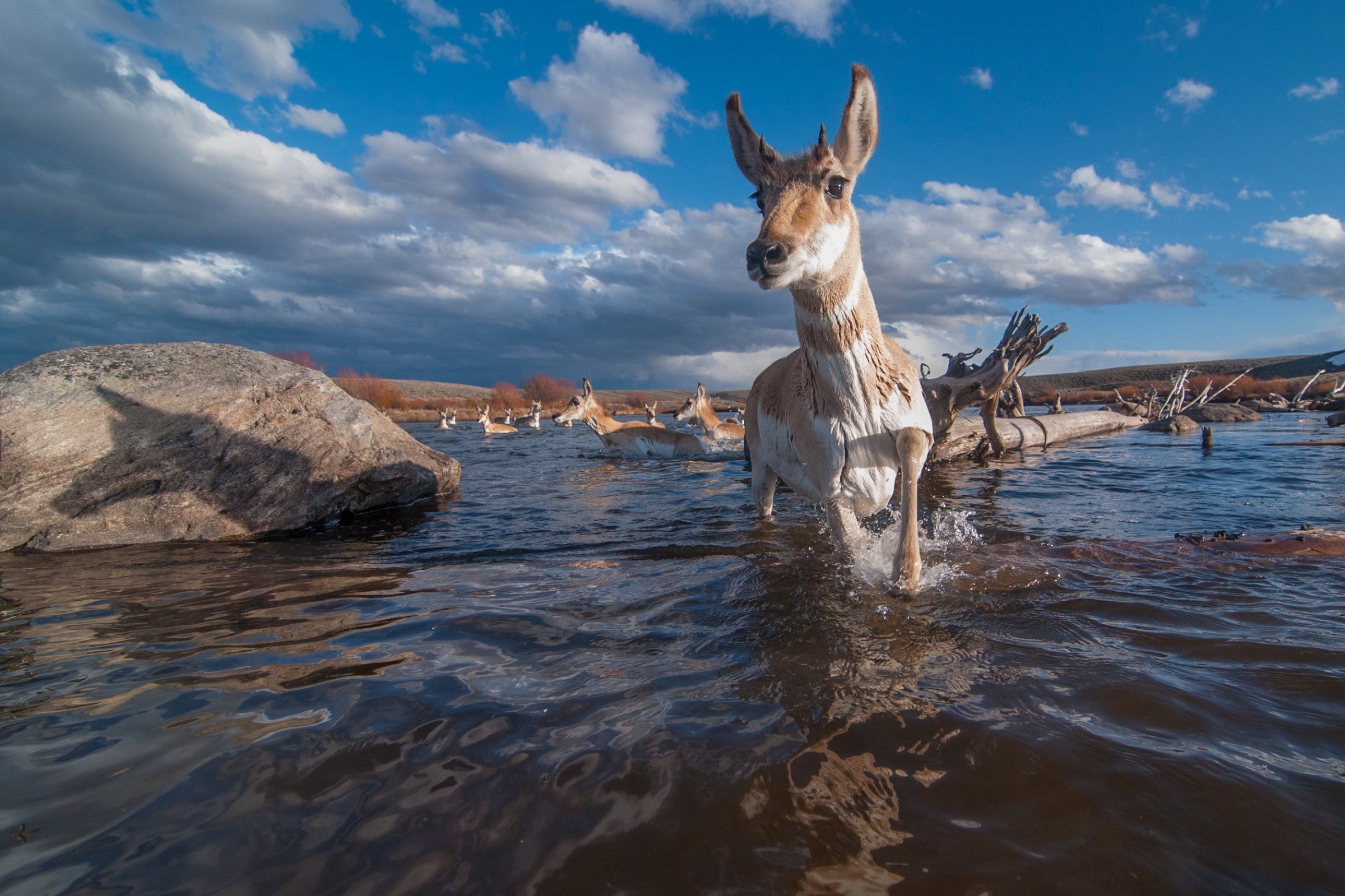 River crossings are particularly dangerous during the spring migration, when the rivers are raging with snowmelt.