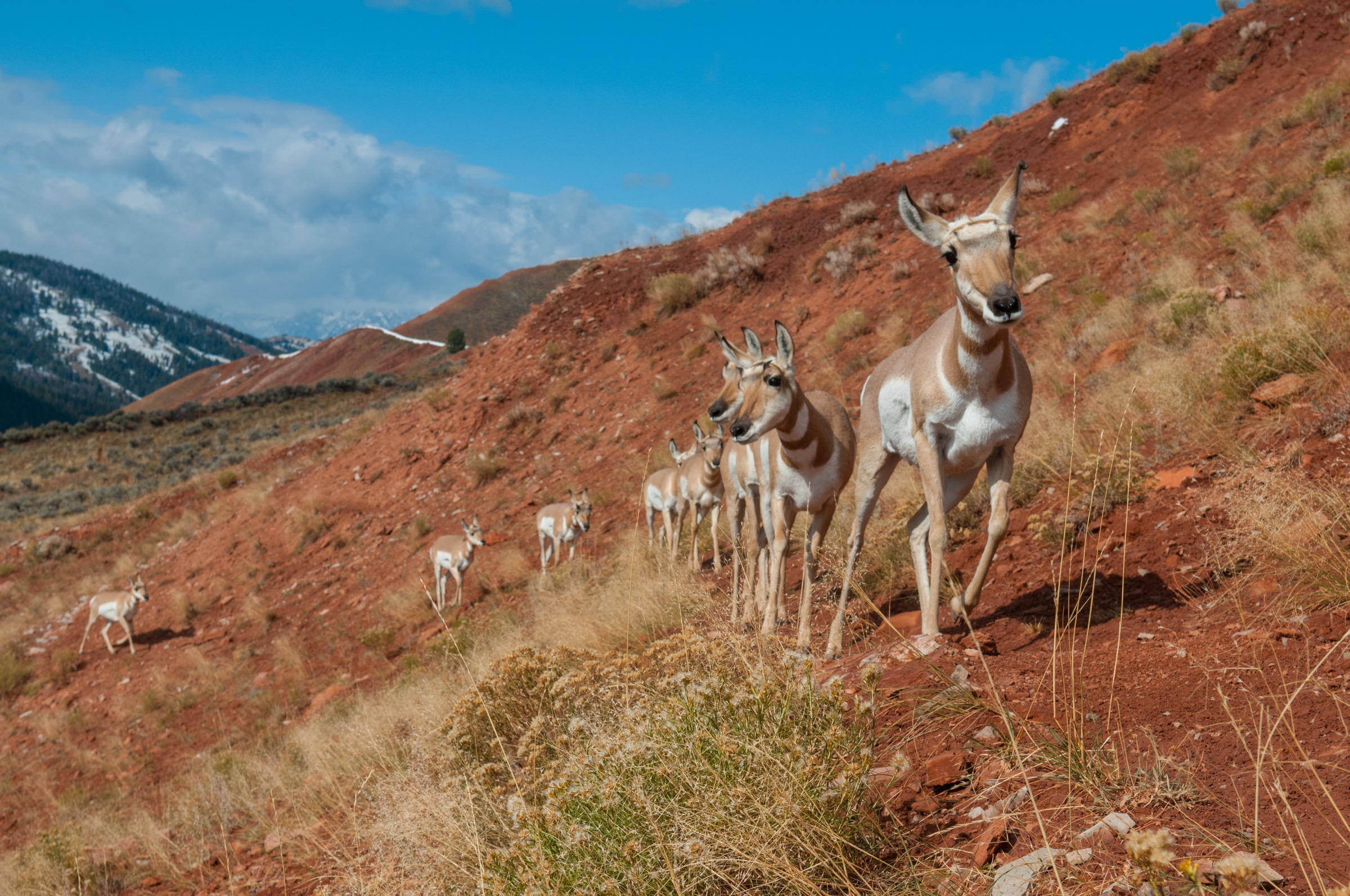 Pronghorn antelope in the red hills of western Wyoming.