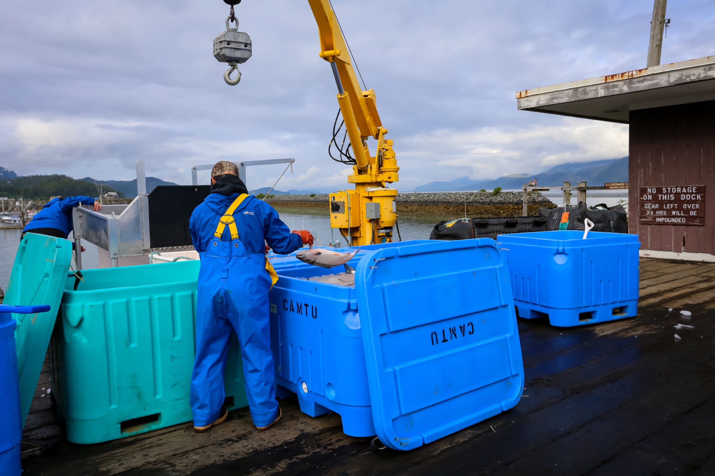 A processor sorts salmon in Cordova’s harbor. Photograph by Julia Rosen