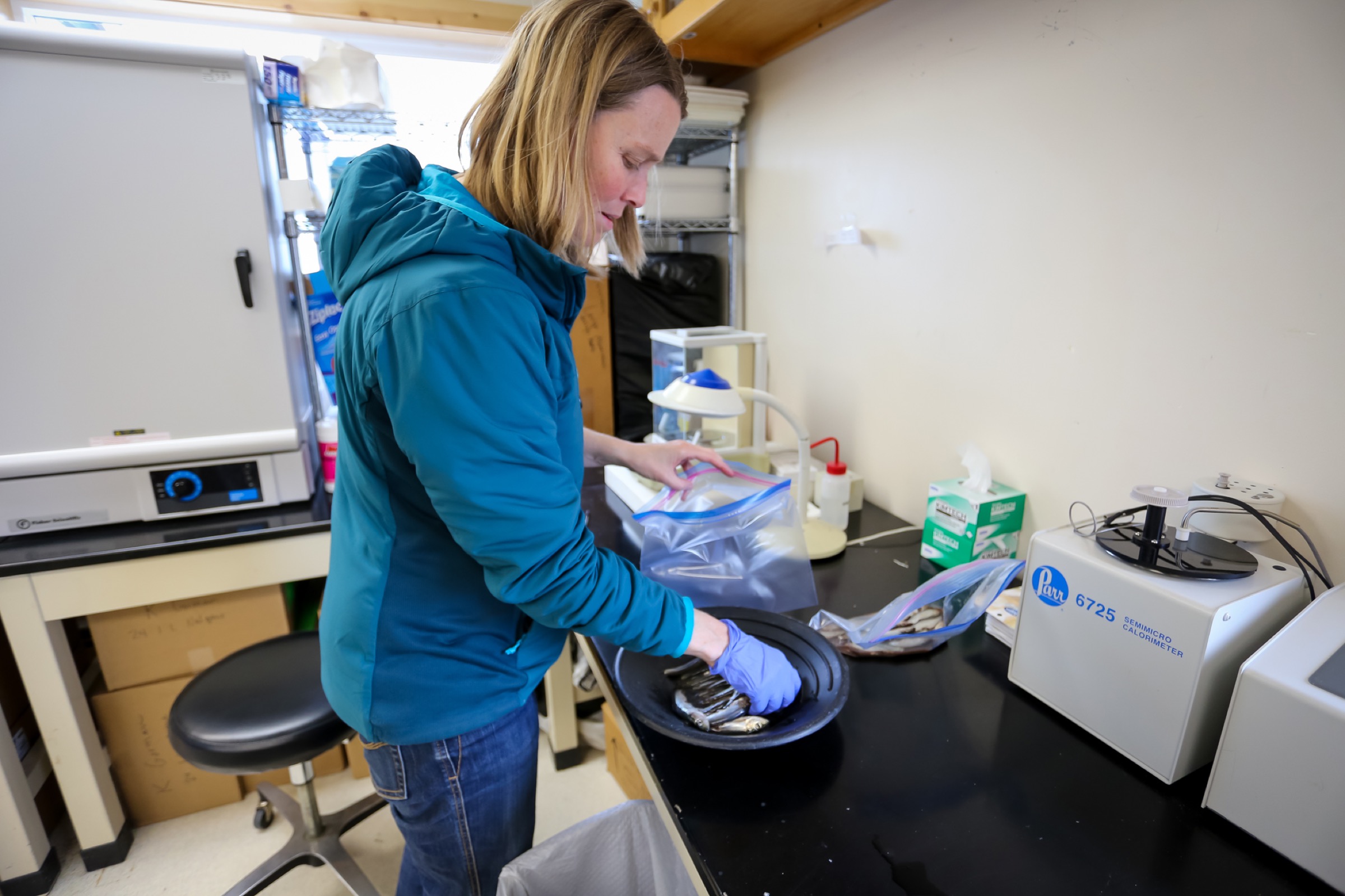 Research ecologist Kristen Gorman works at the Prince William Sound Science Center. Photograph by Julia Rosen