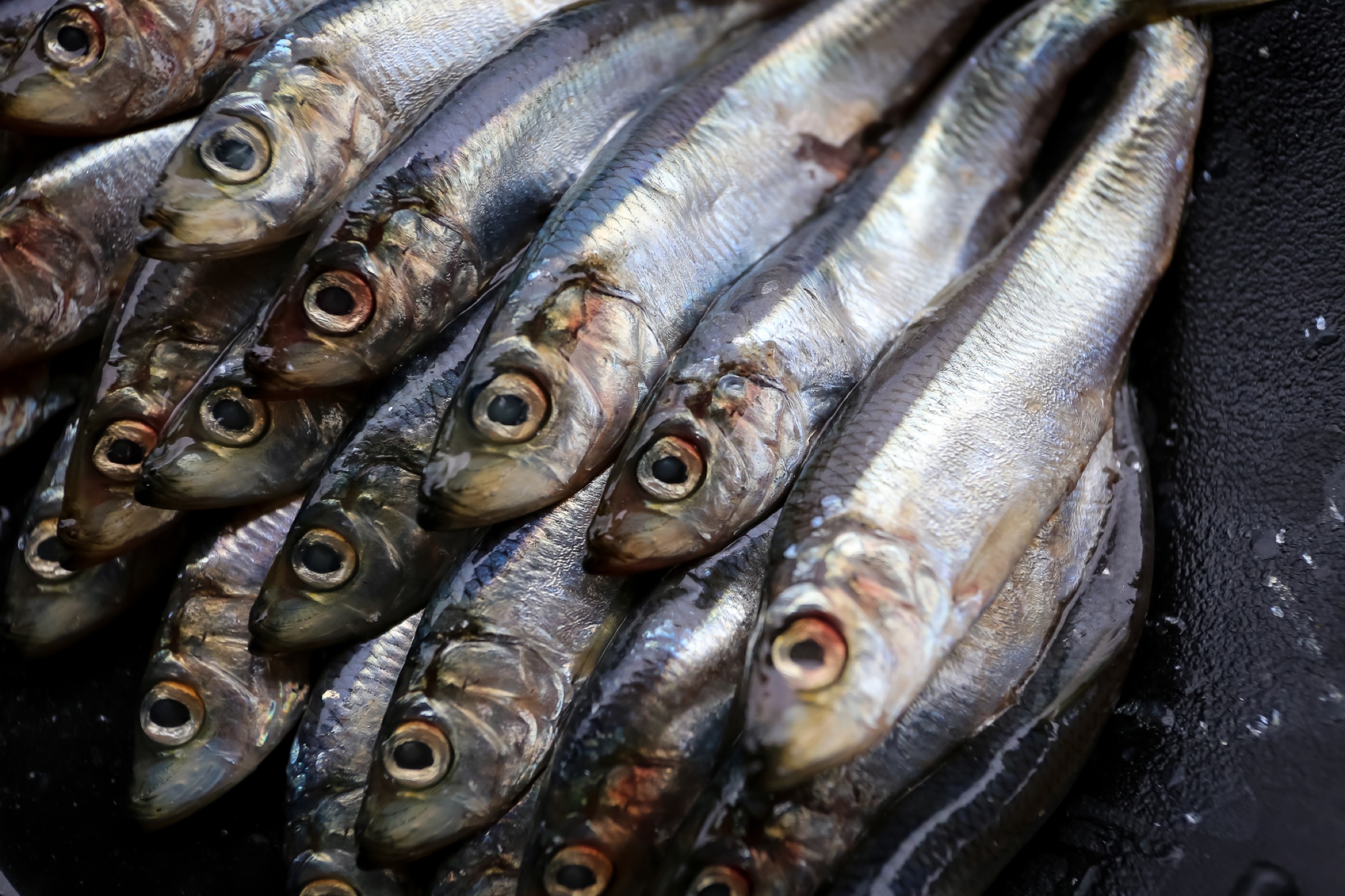Juvenile Pacific herring (Clupea pallasii) used for research at the Science Center. Photograph by Julia Rosen