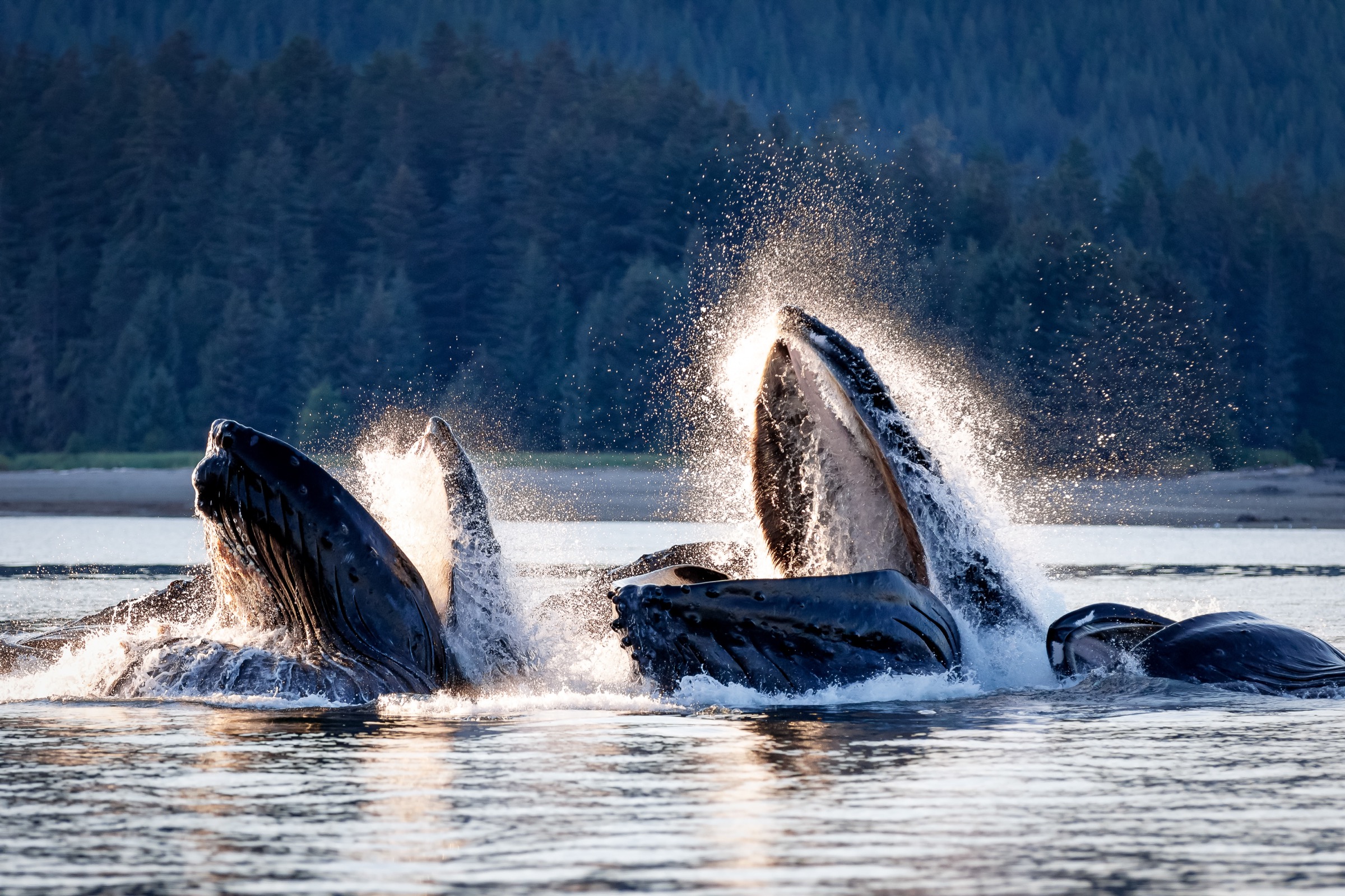 A pod of humpback whales (Megaptera novangliaea) herds herring and other fish with their bubble net feeding technique in Alaska’s Chatham Strait.