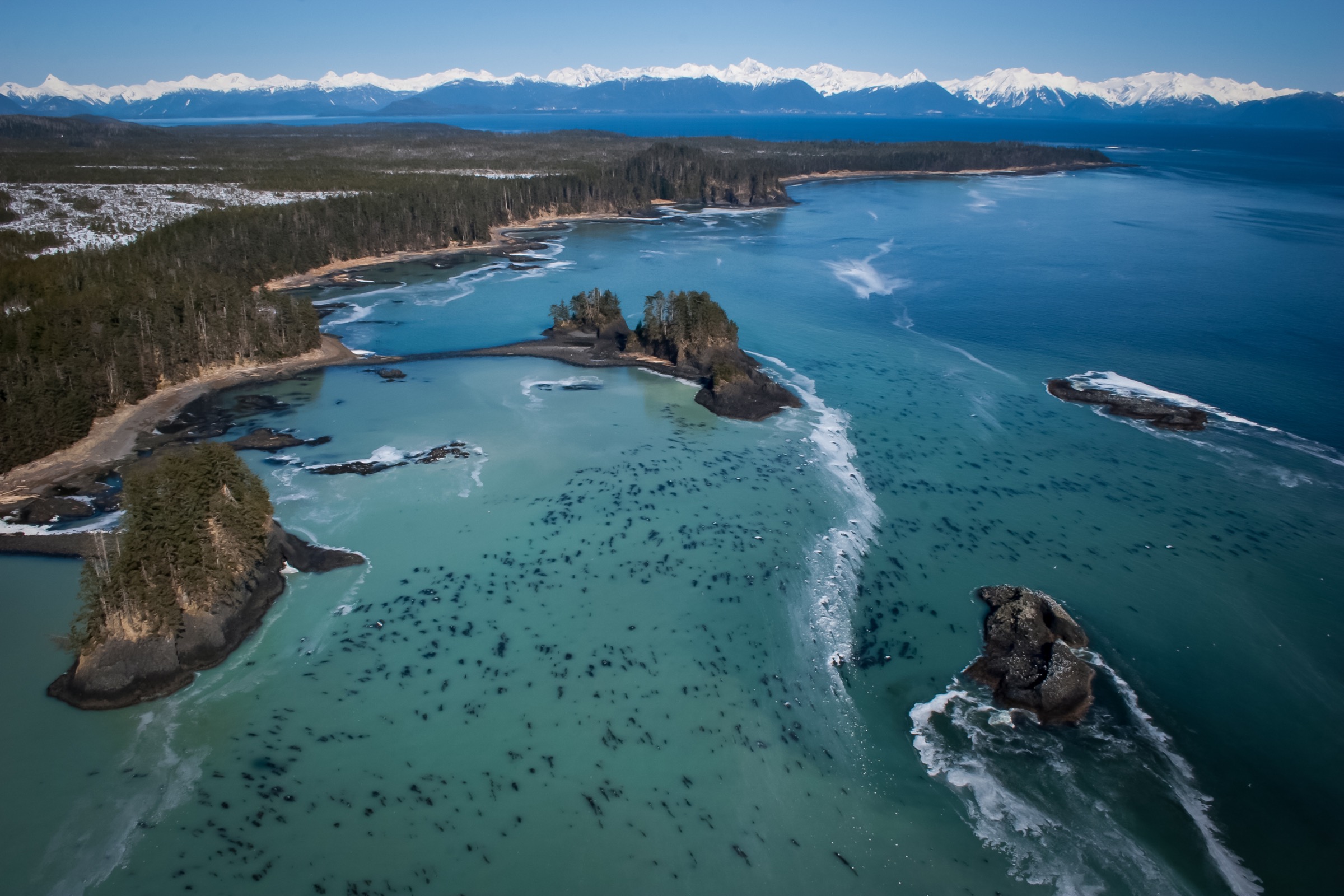 Aerial view of the Alaskan coastline near Sitka, with the sea covered in Pacific herring spawn. Photograph by Hugh Pearson