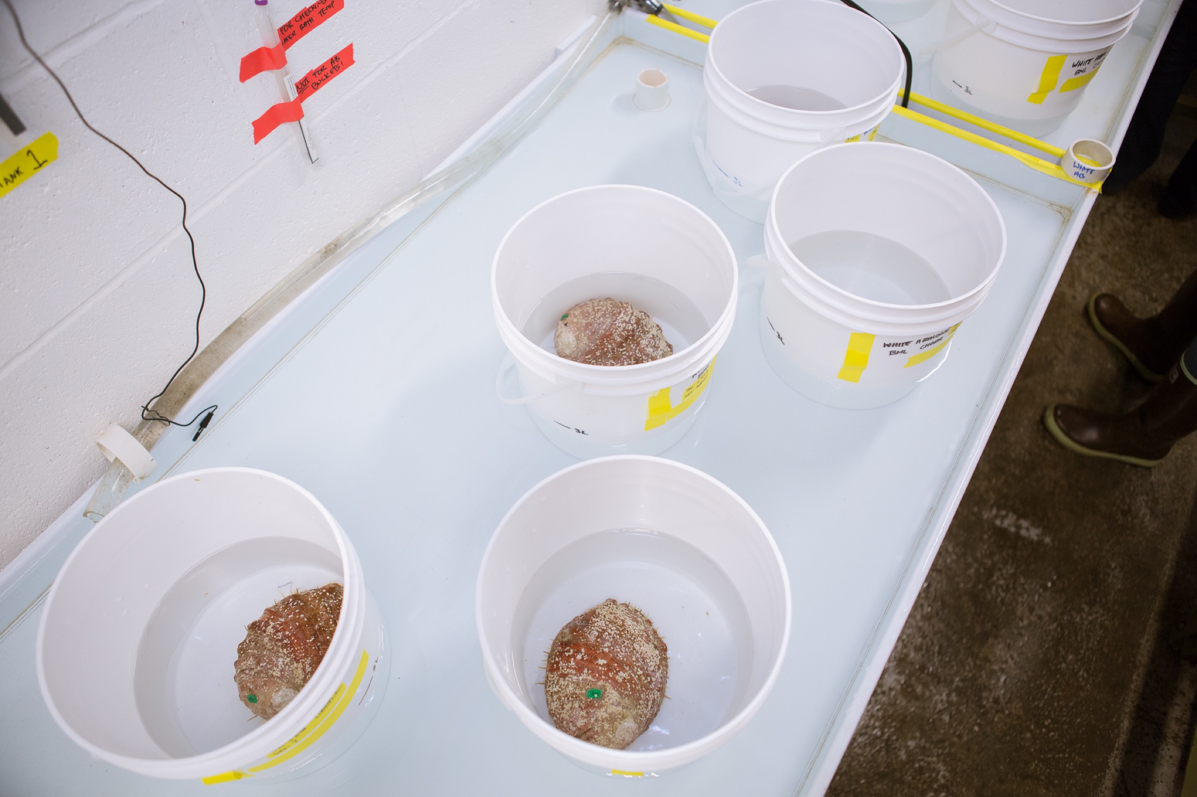 After being weighed, measured, and washed, the abalone are placed in individual buckets. The solution inside is a mixture of hydrogen peroxide, which is thought to induce spawning.