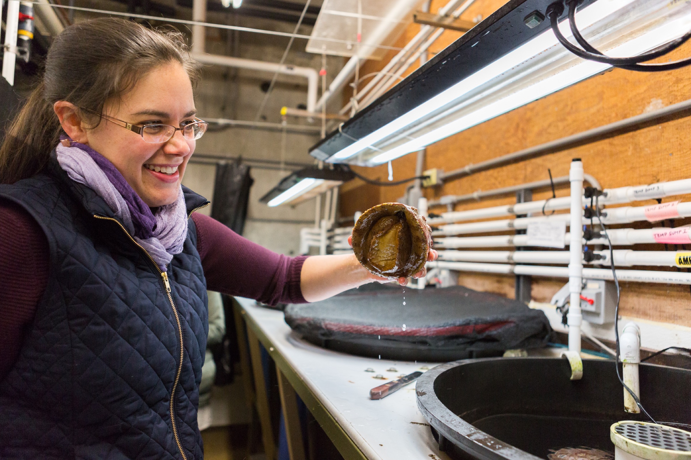 Kristin Aquilino holds up an abalone she has carefully scraped off the surface of a holding tank by sliding the spatula under its suctioning foot. White abalone are hemophiliacs, which means their blood doesn’t clot, so to handle one is a nerve-wracking, delicate process.