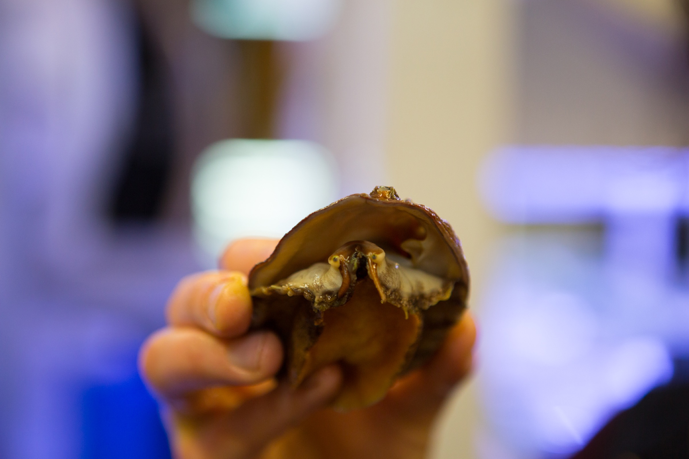 White abalone are in the same family as slugs and snails, as evidenced by this close-up of an abalone’s “face.”