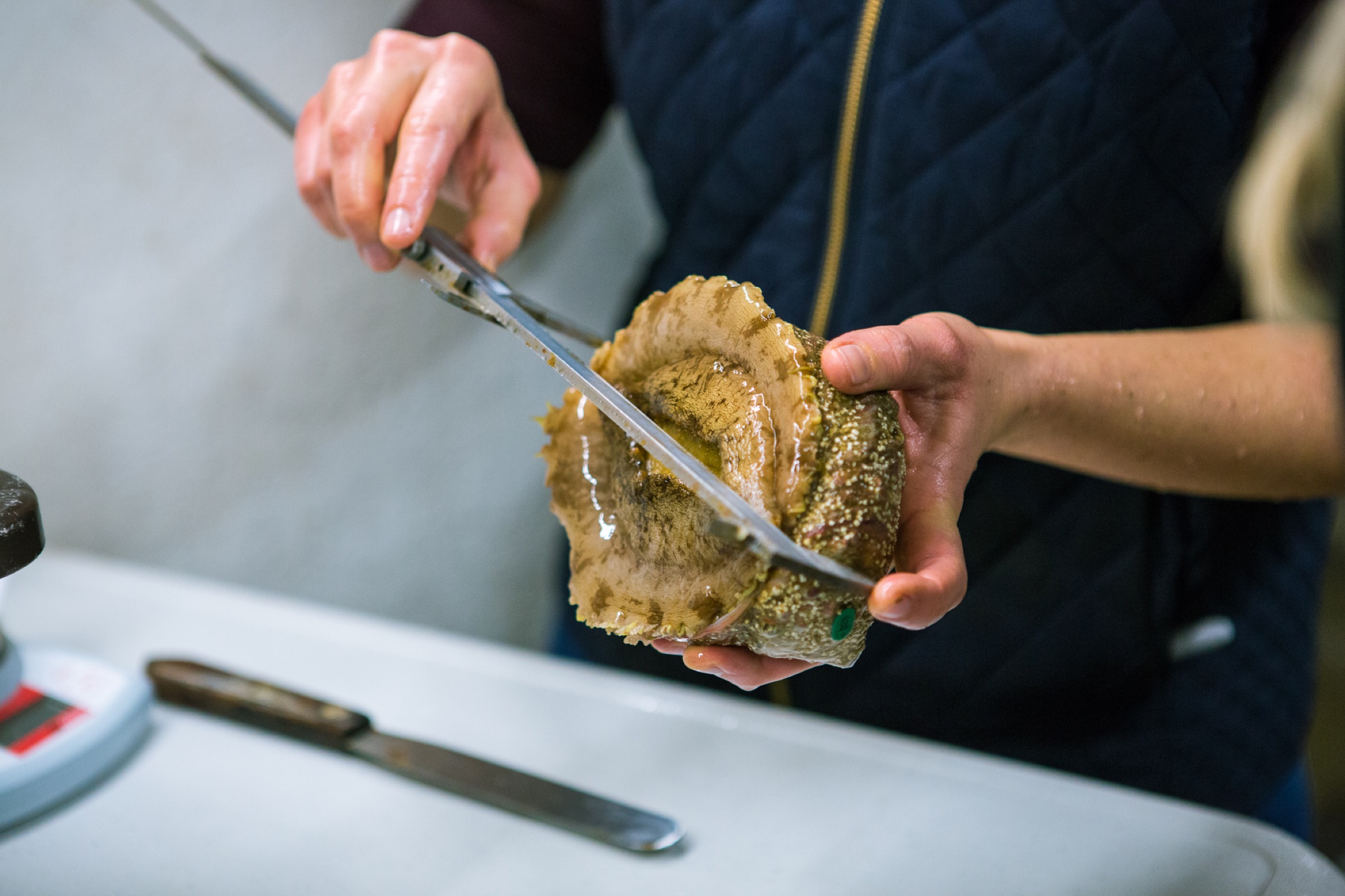 Researcher measure the abalone, scrub their shells, and assess their genitals for fertility before transferring them to the spawning room.