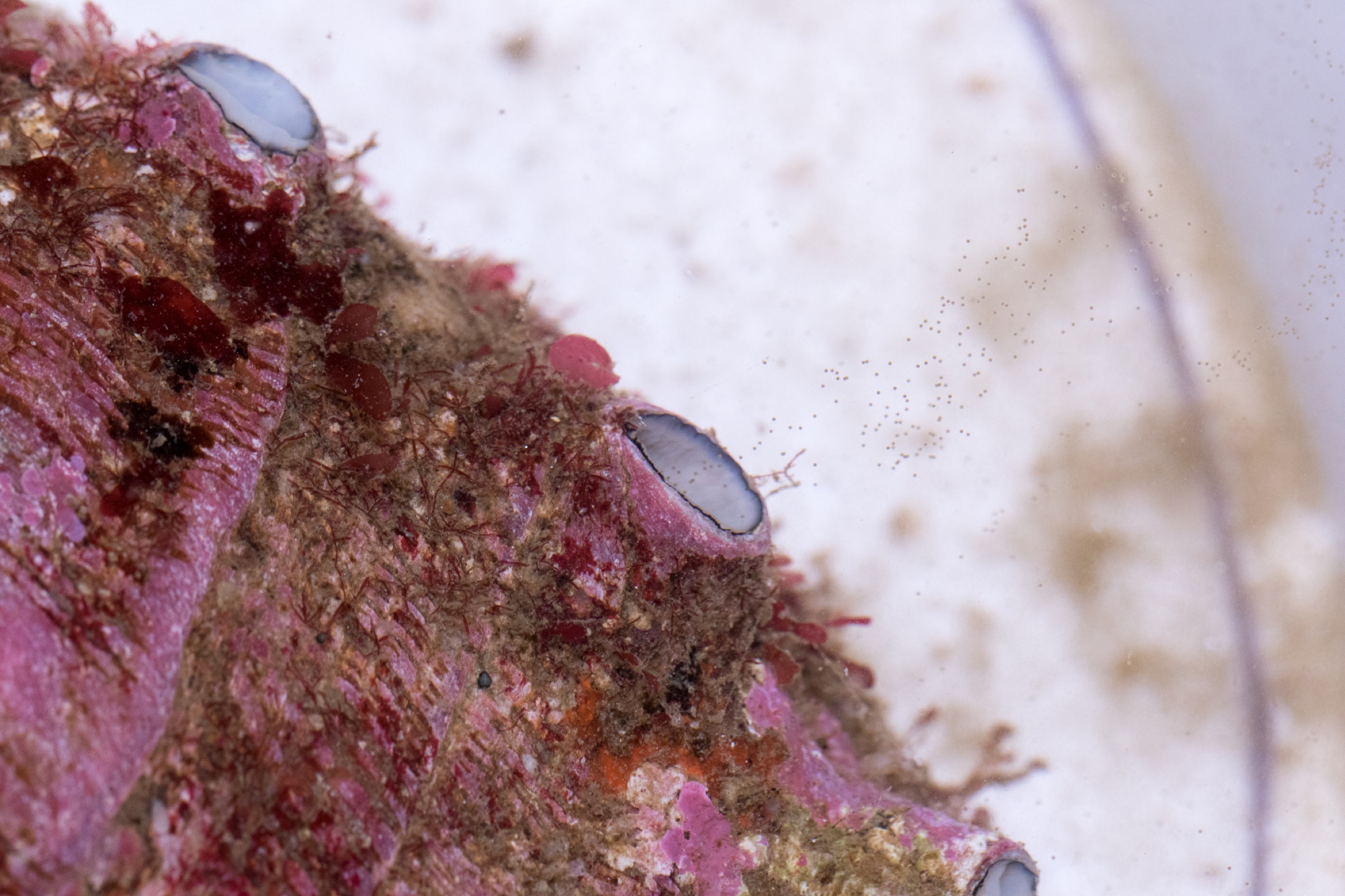 The wild female abalone releases hundreds of thousands of tiny, brown eggs from one of the pores on her shell.