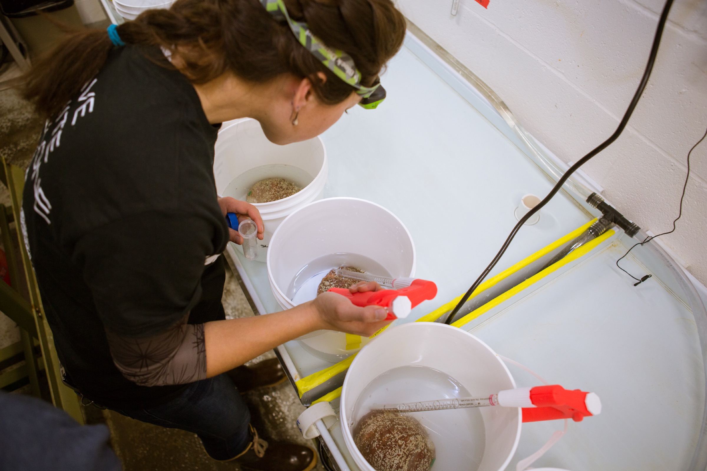 In the wild, abalone broadcast their sperm and eggs into the water in hopes that they’ll meet. Here in the lab, to increase the chances of successful fertilization, researchers use pipettes to collect the sperm and combine it with eggs in precise ratios.