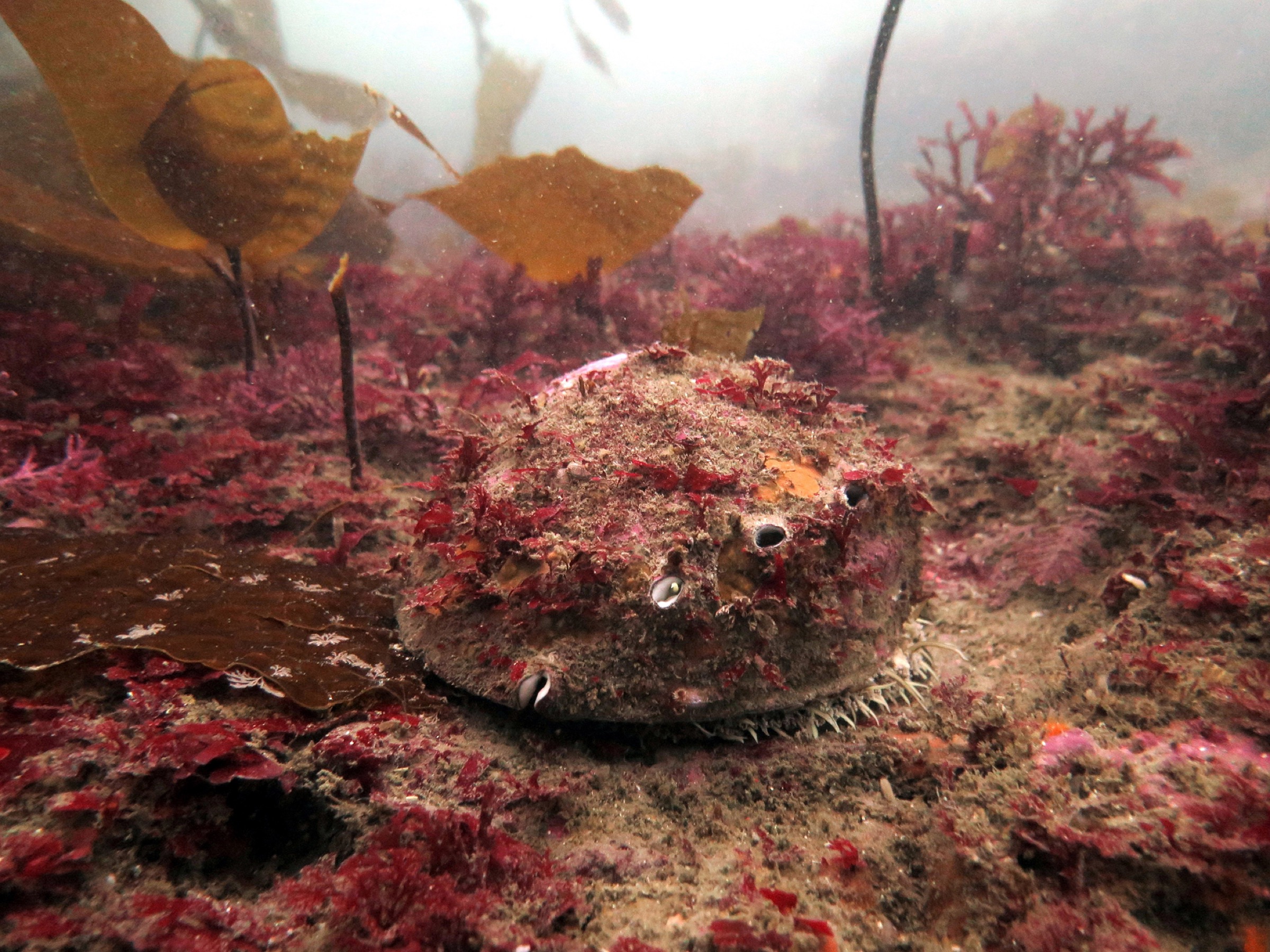 A wild white abalone in its natural habitat is often covered with tuna kits and algae, which help it blend into its surroundings and avoid predation. Photograph by A. Maguire/CDFW