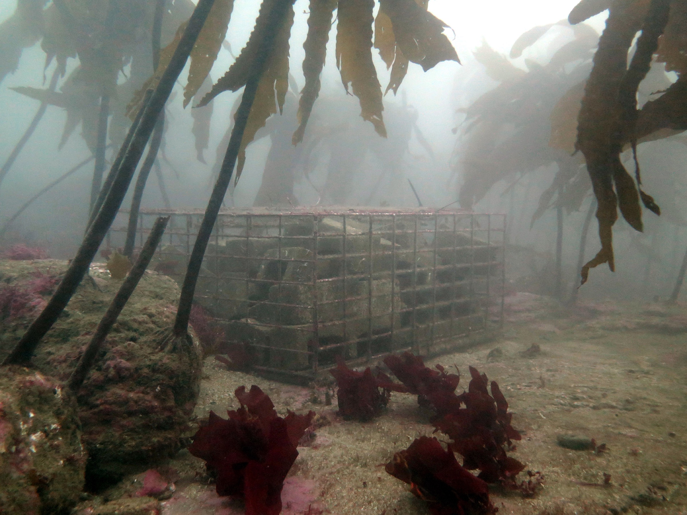 Researchers place baby abalone recruitment traps in Pallos Verdes. Photograph by A. Maguire/CDFW