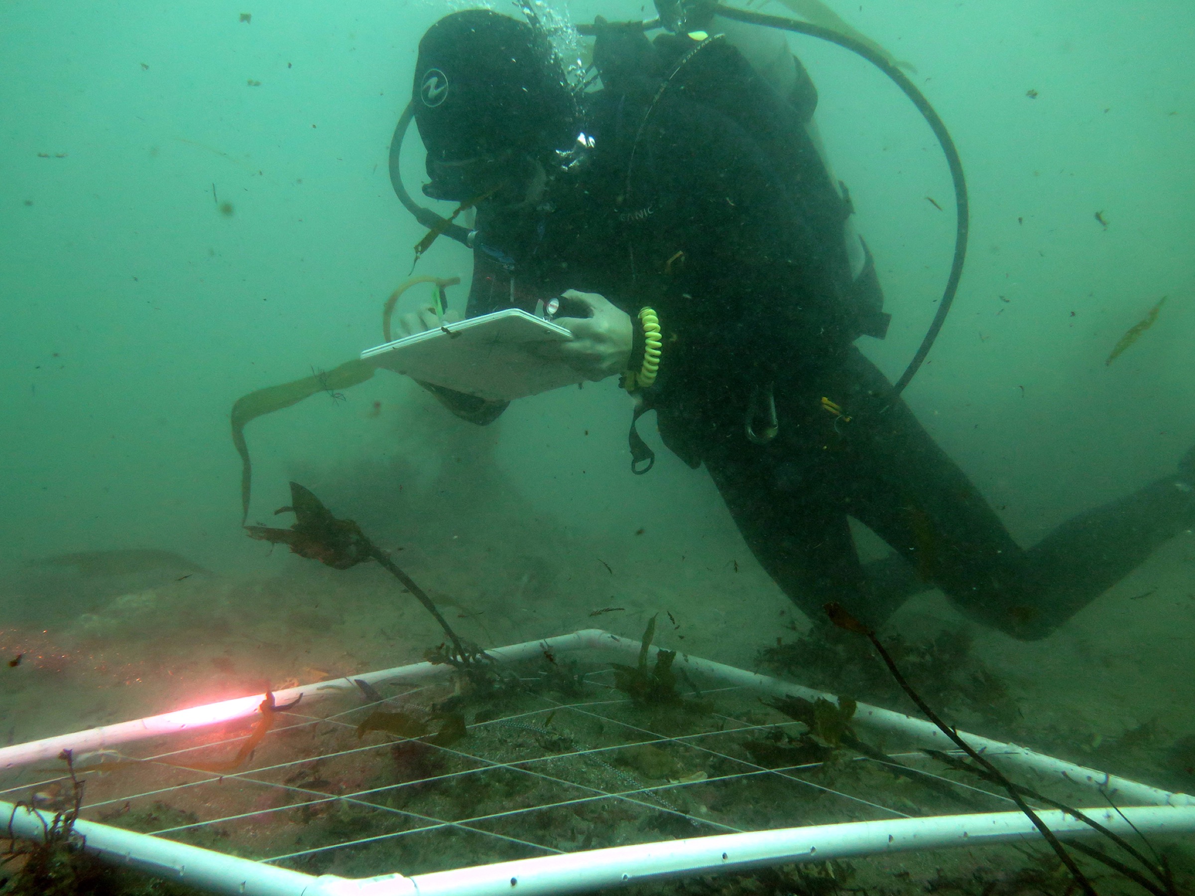 California Department of Fish and Wildlife divers assess the algae at potential abalone release sites. Photograph by A. Maguire/CDFW
