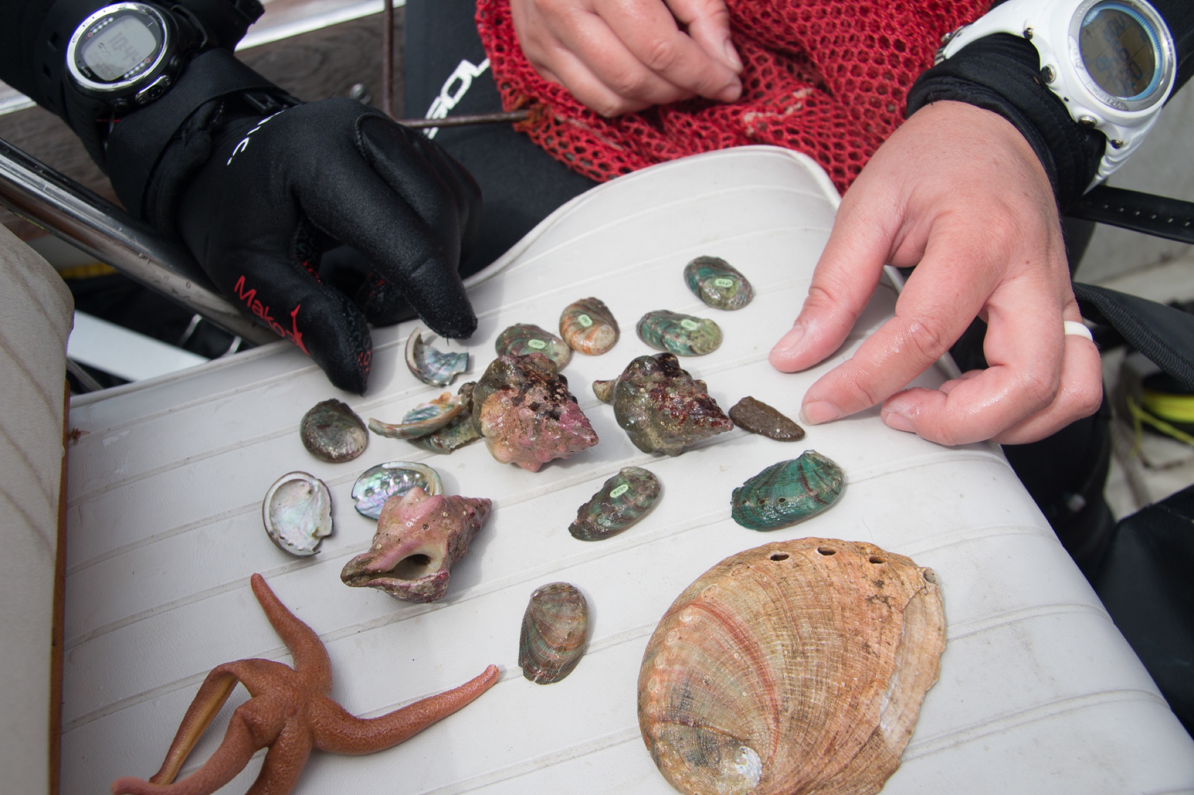 Jenny Hofmeister and Arturo Ramirez sort through collected specimens—including Kellet’s whelk, red abalone, and a starfish—following a field survey in the kelp forests off the coast of San Diego. Photograph by Gloria Dickie.
