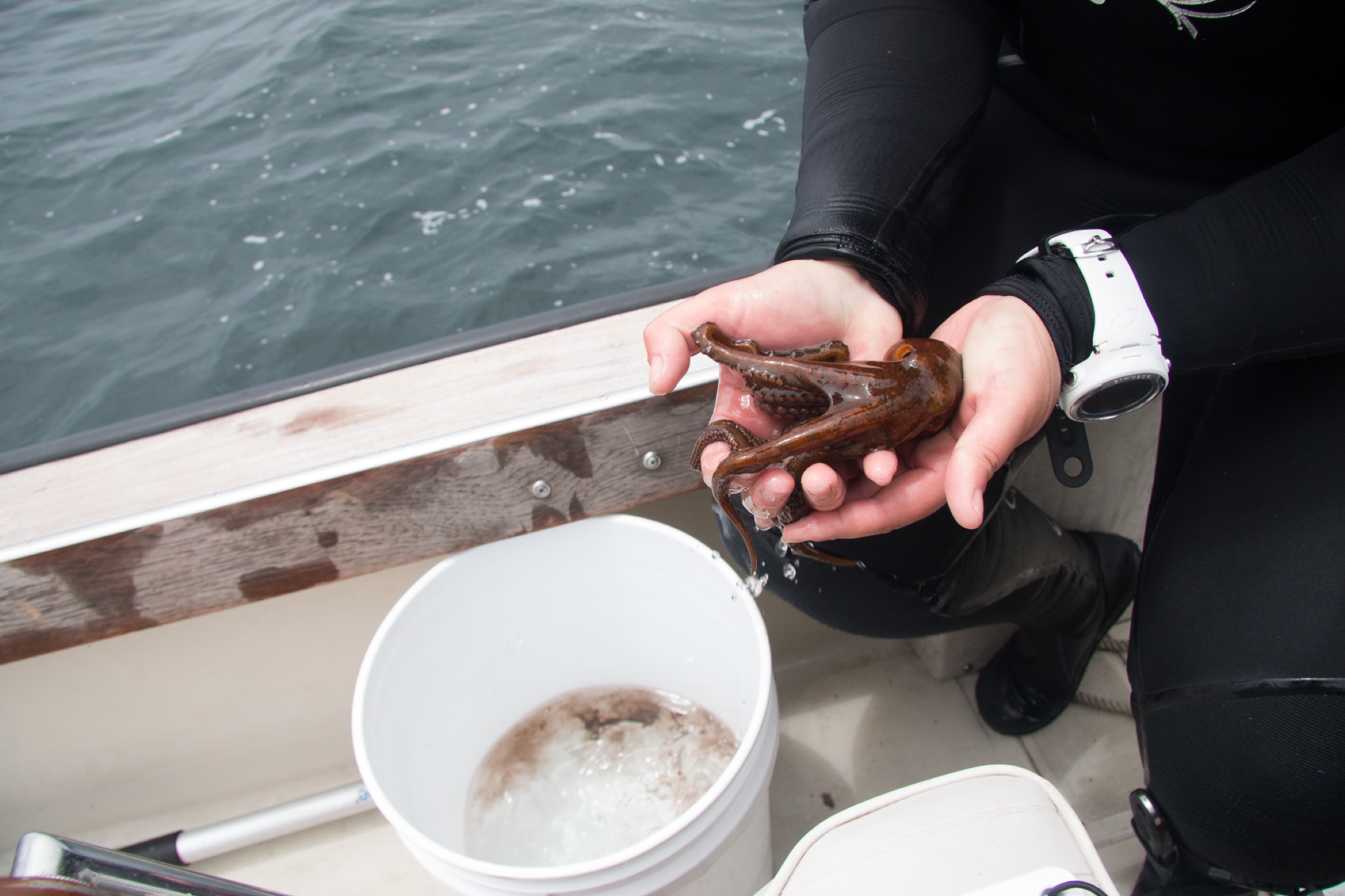 A young California Two-Spot Octopus inks when taken aboard the Kelpfish. Octopuses are white abalone’s biggest predators. Photograph by Gloria Dickie.
